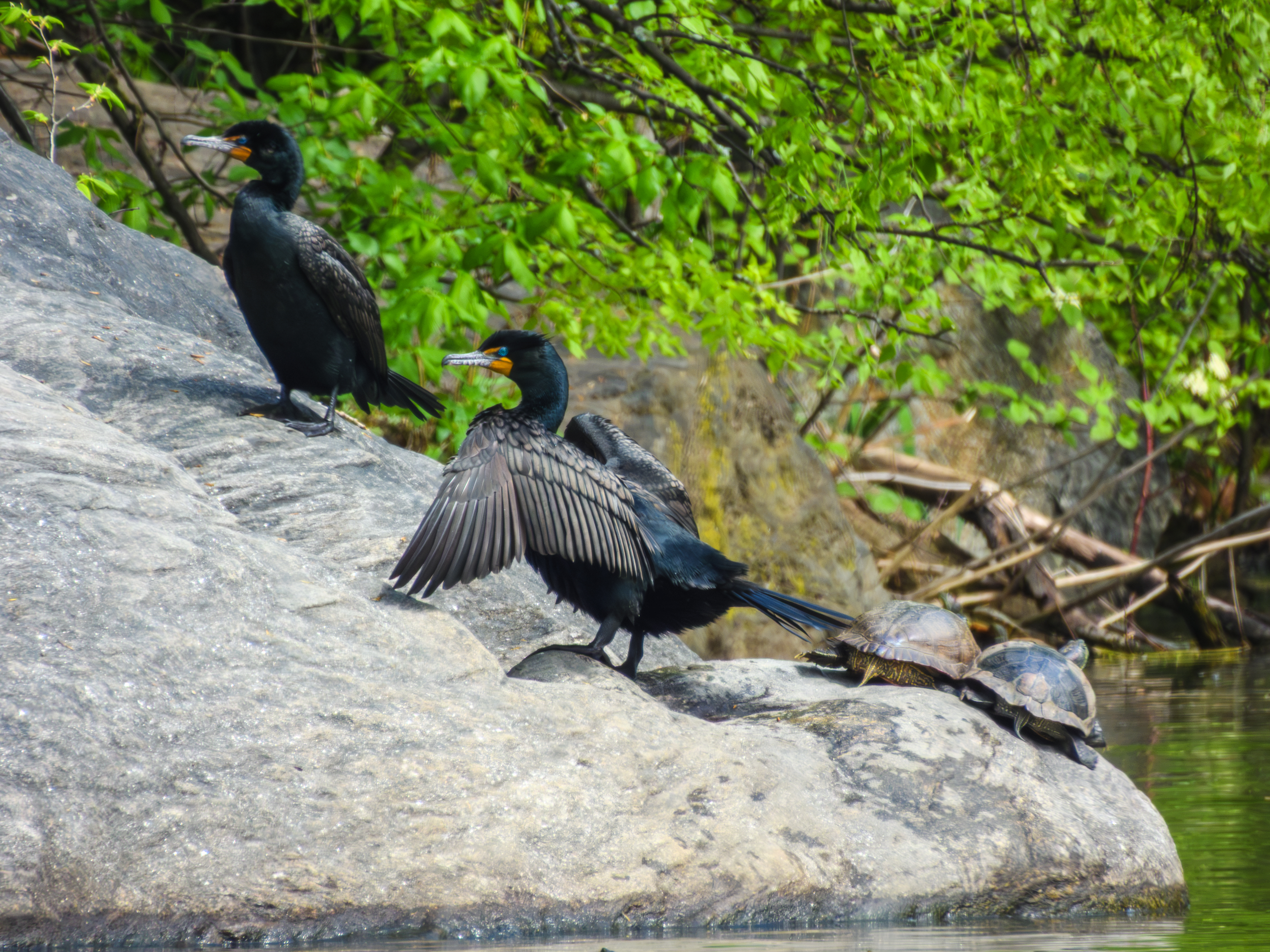 Double Crested Cormourant and Turtles