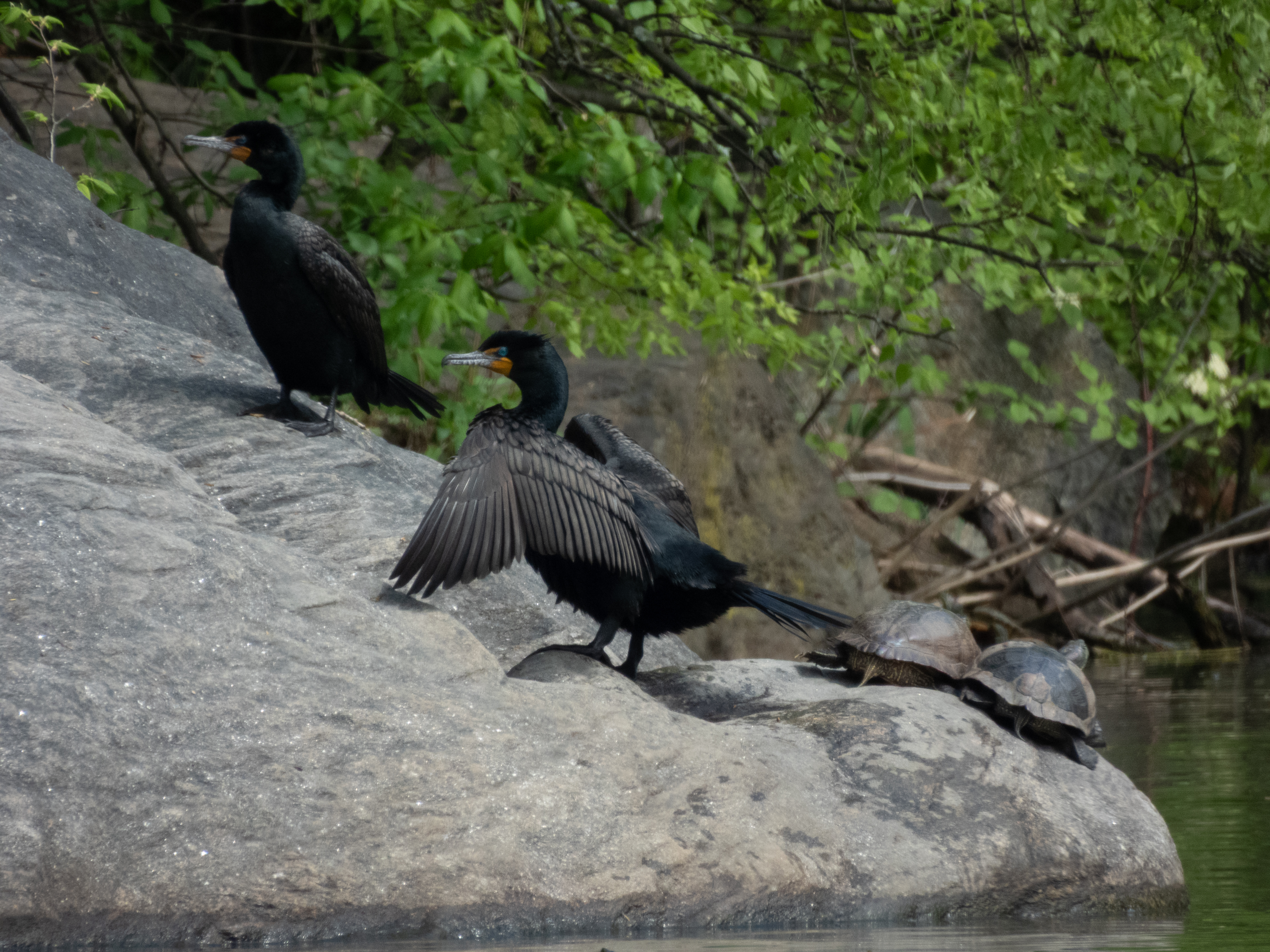 Unedited version of Double Crested Cormourant and Turtles