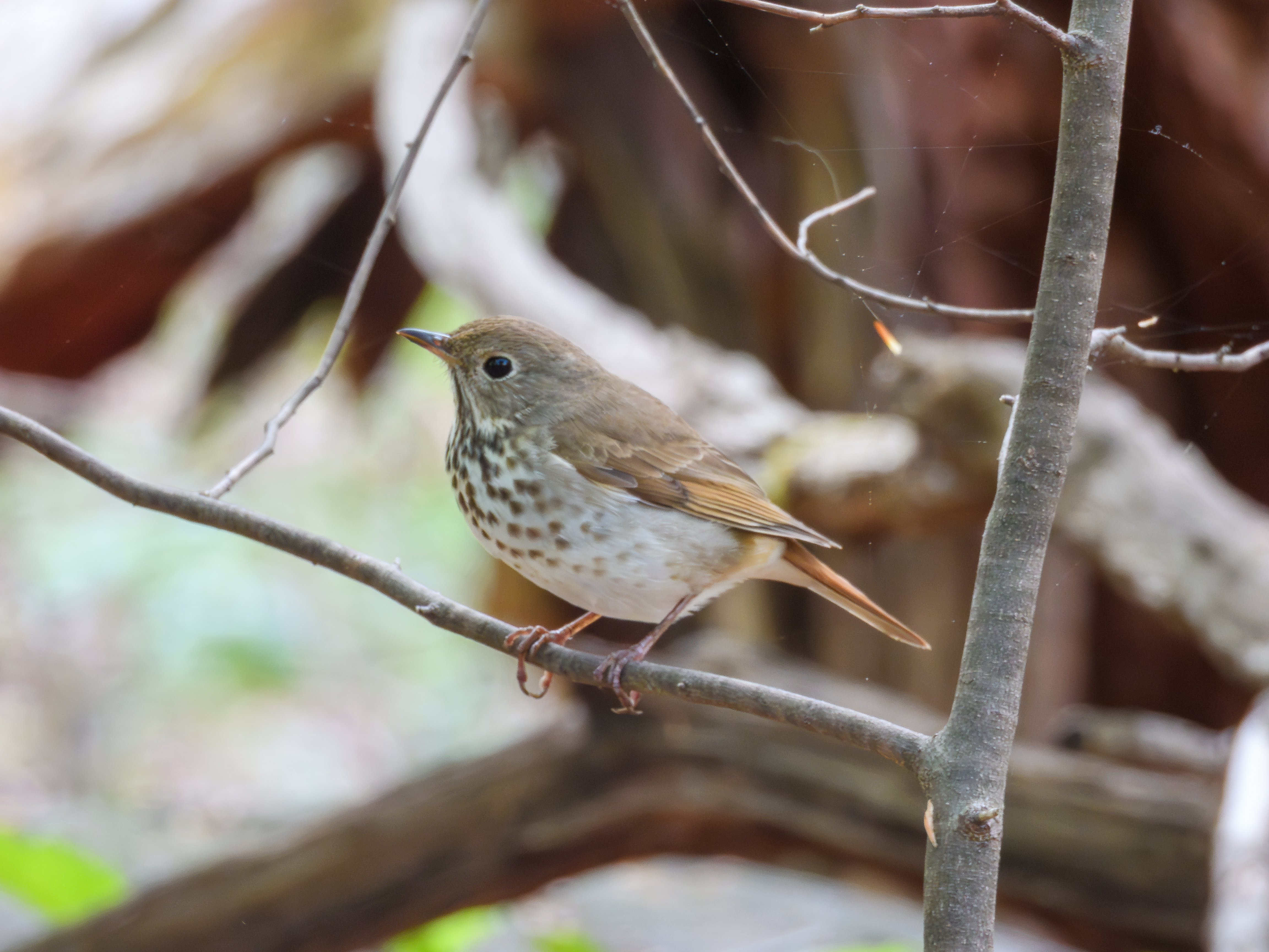 Hermit Thrush