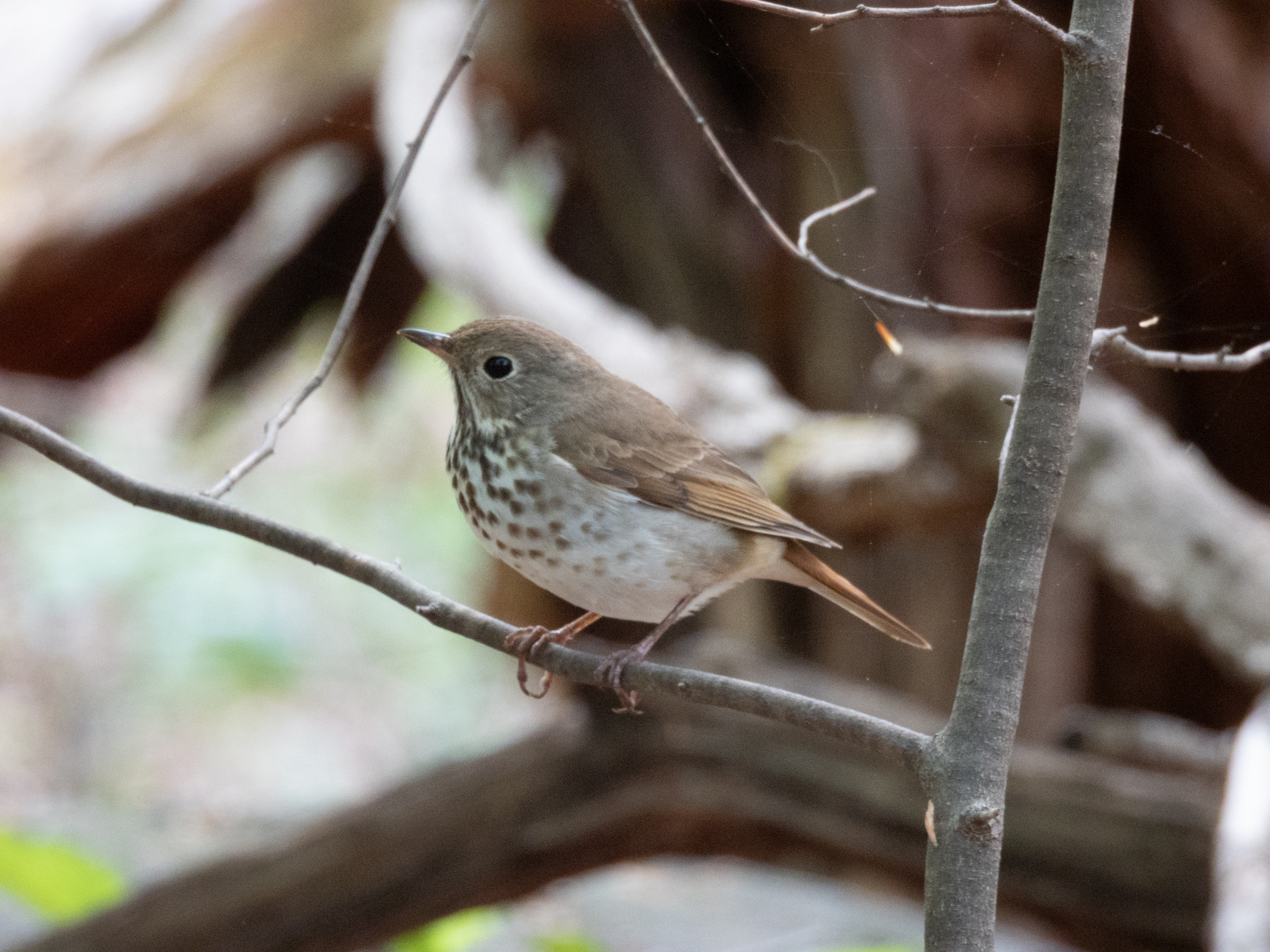 Unedited version of Hermit Thrush