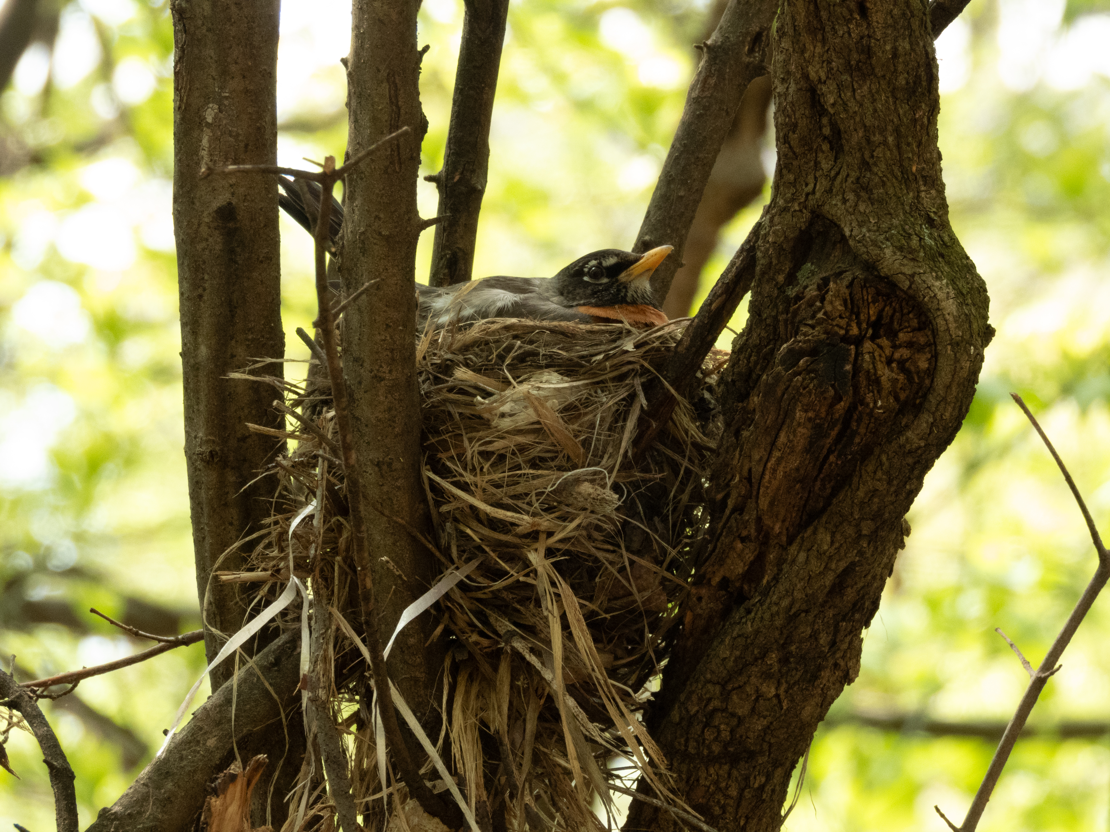 Unedited version of Nesting Robin