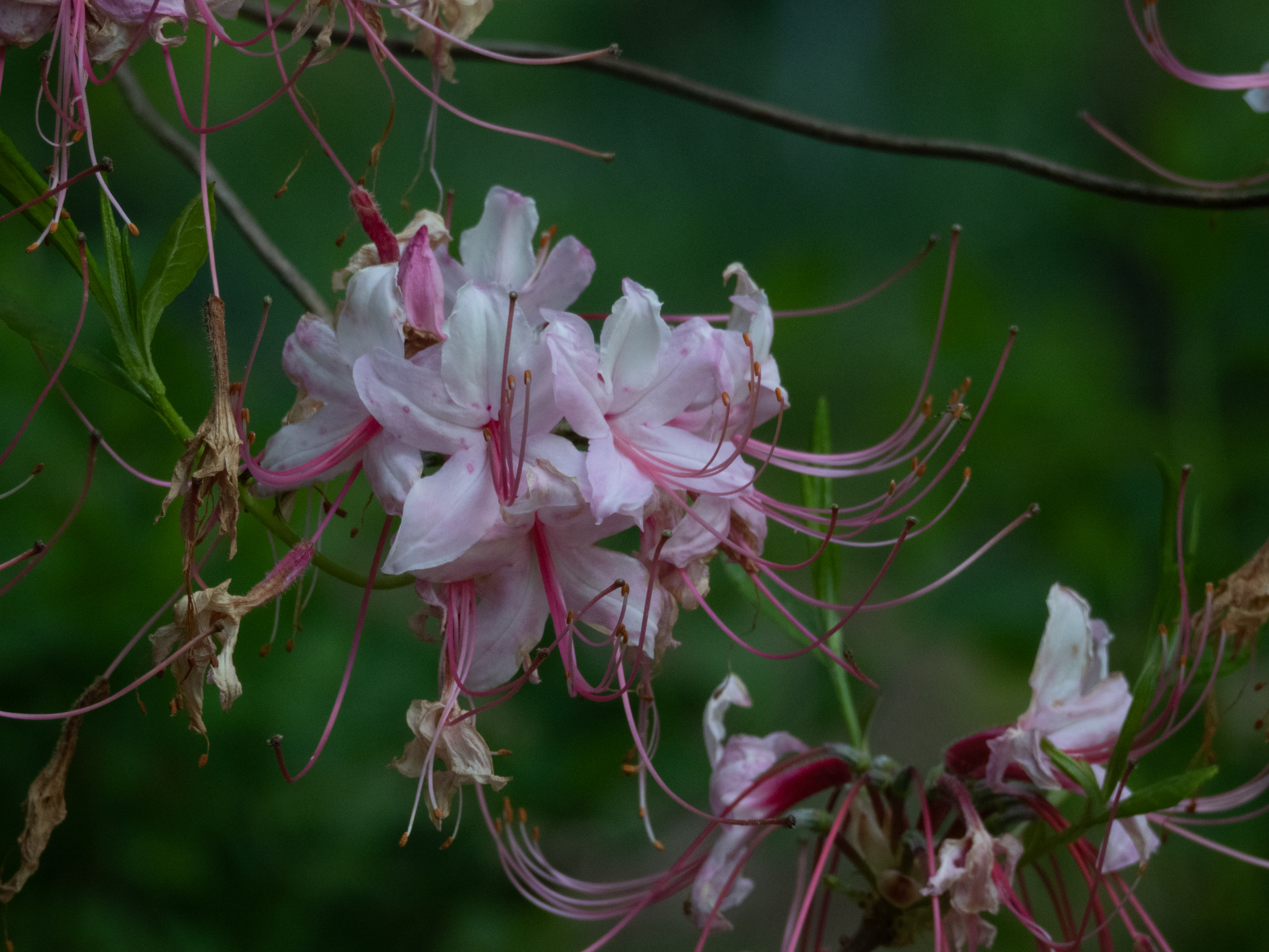 Unedited version of Flowers