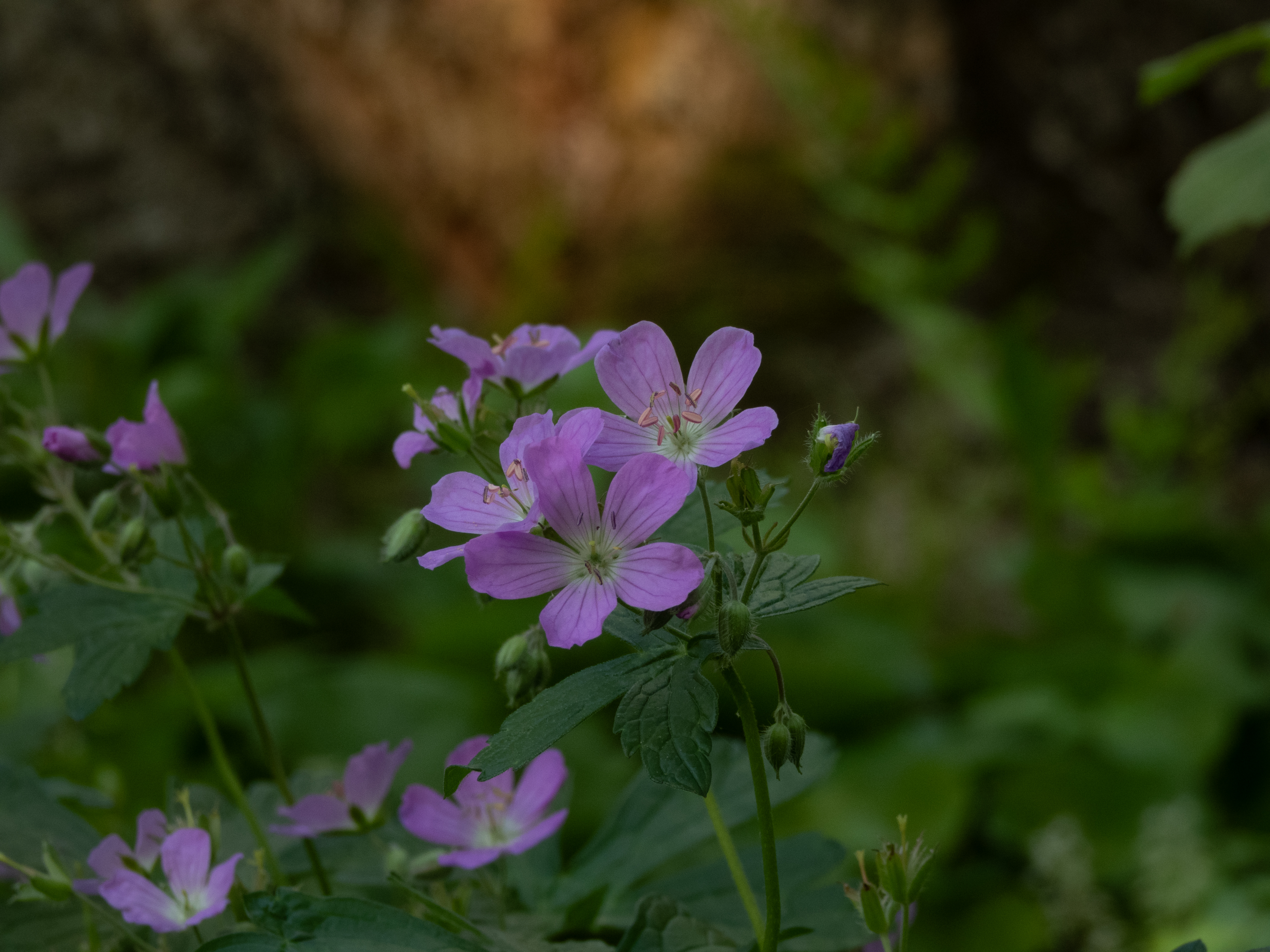 Unedited version of Flowers