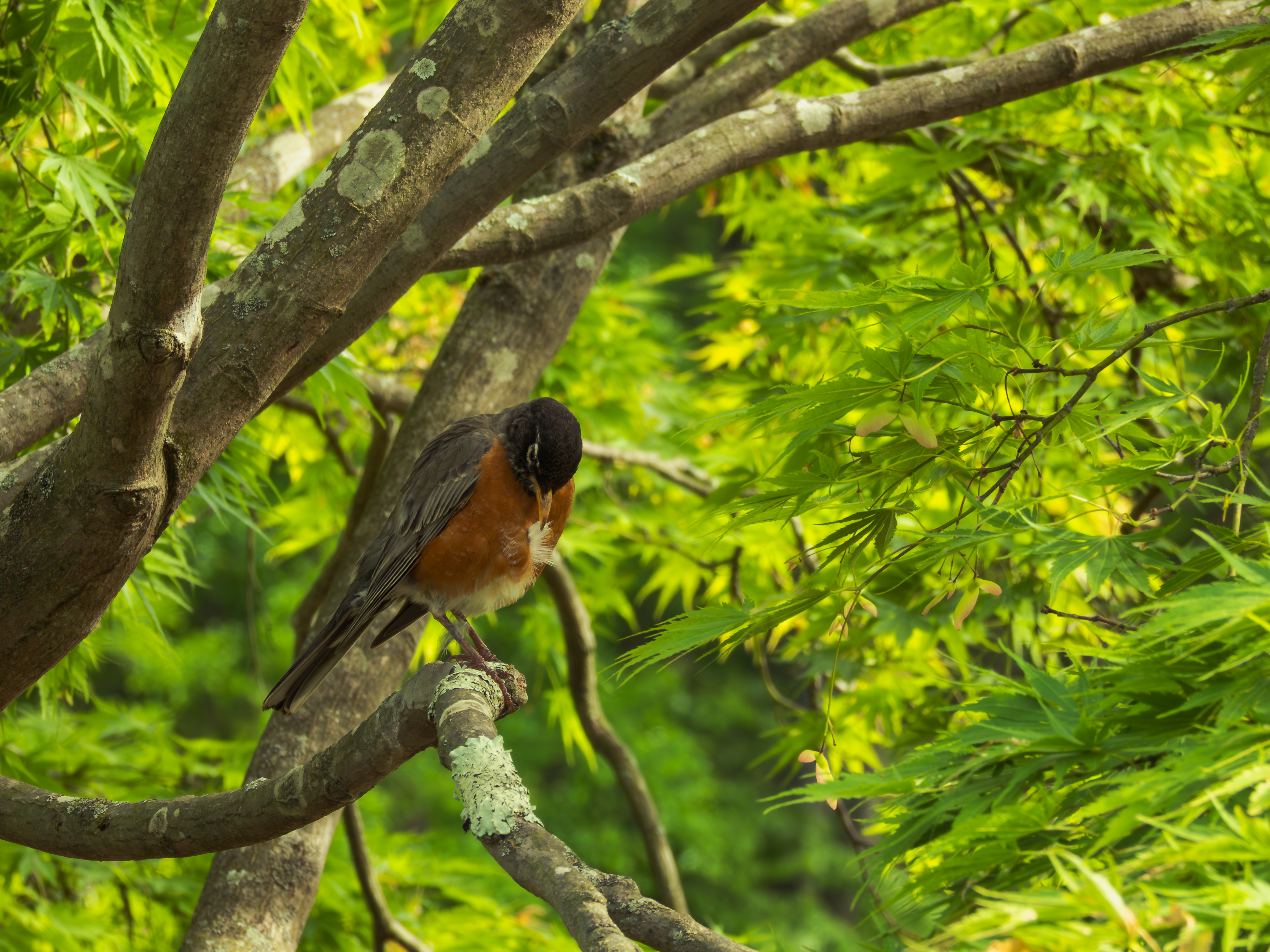 Preening Robin