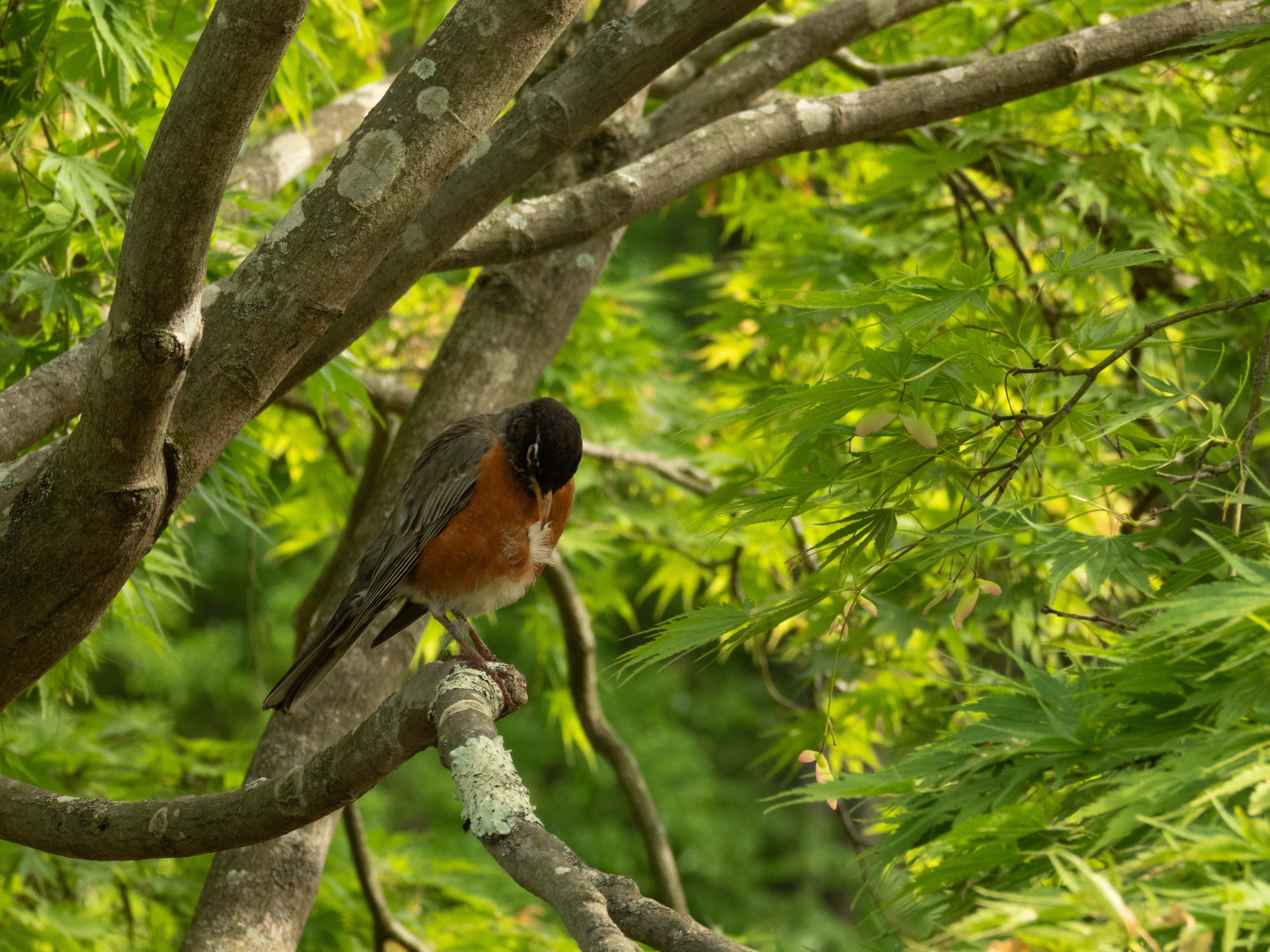 Unedited version of Preening Robin