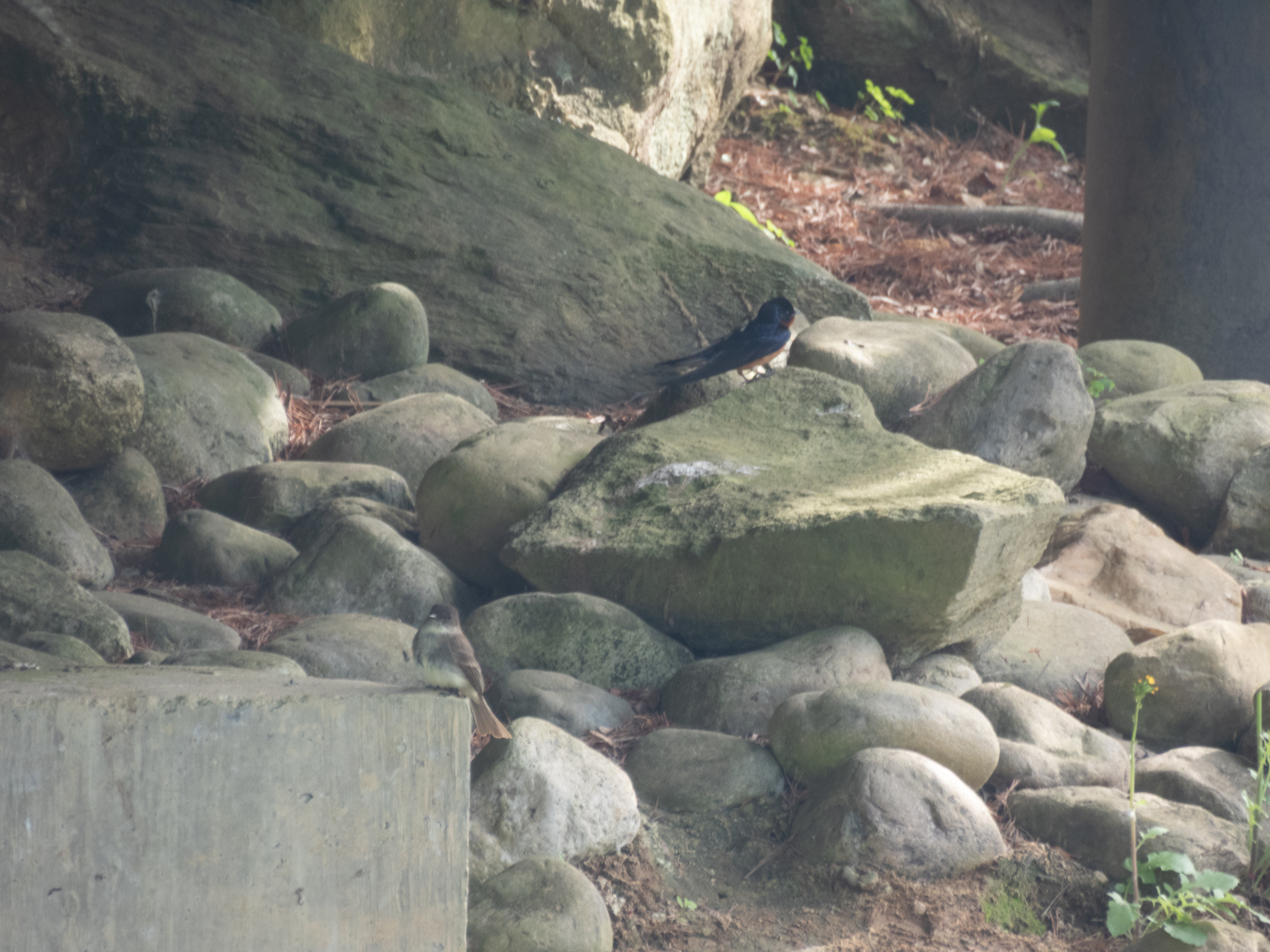 Unedited version of Barn Swallow and Eastern Phoebe