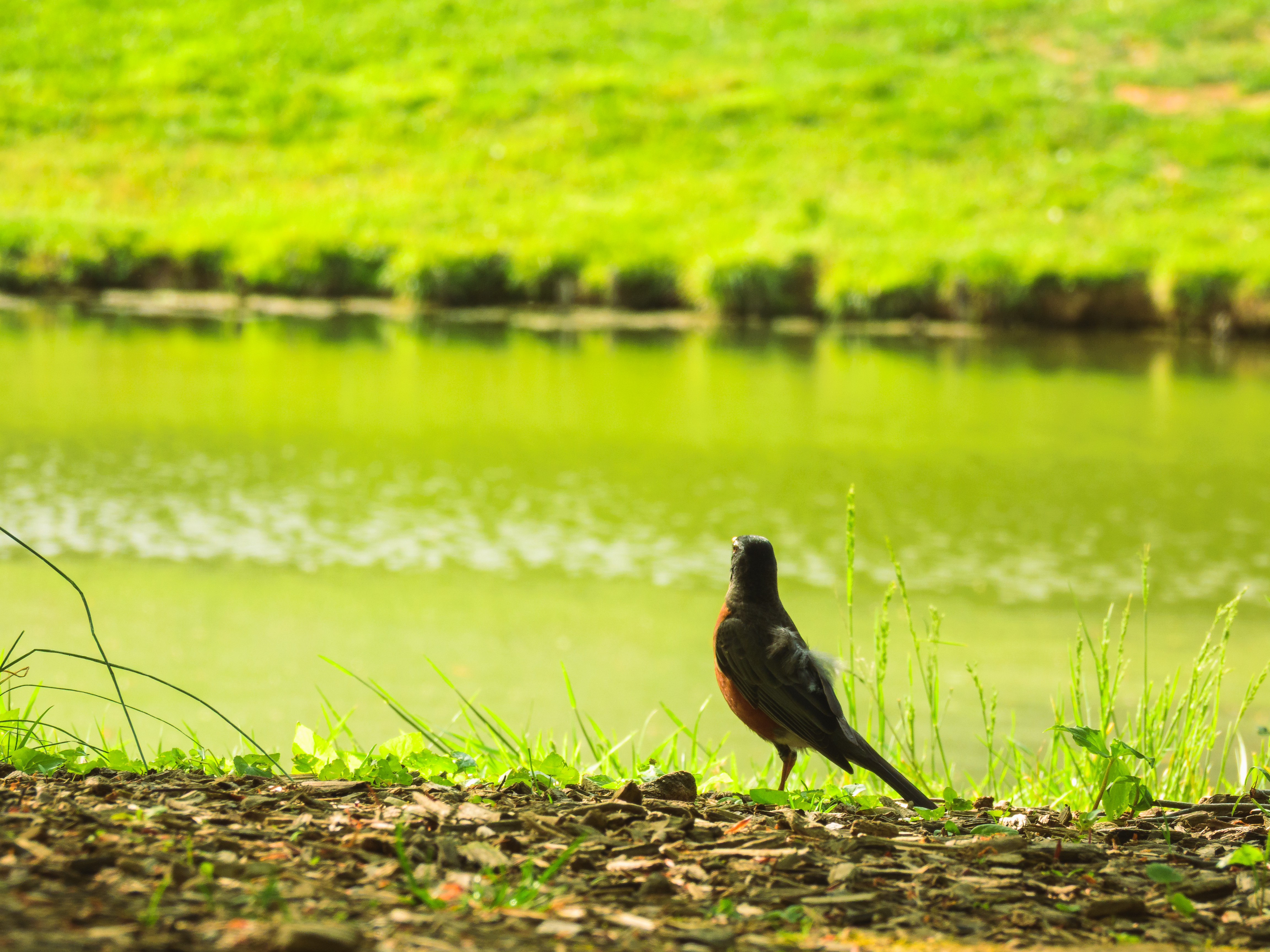 Robin by the Lakeside