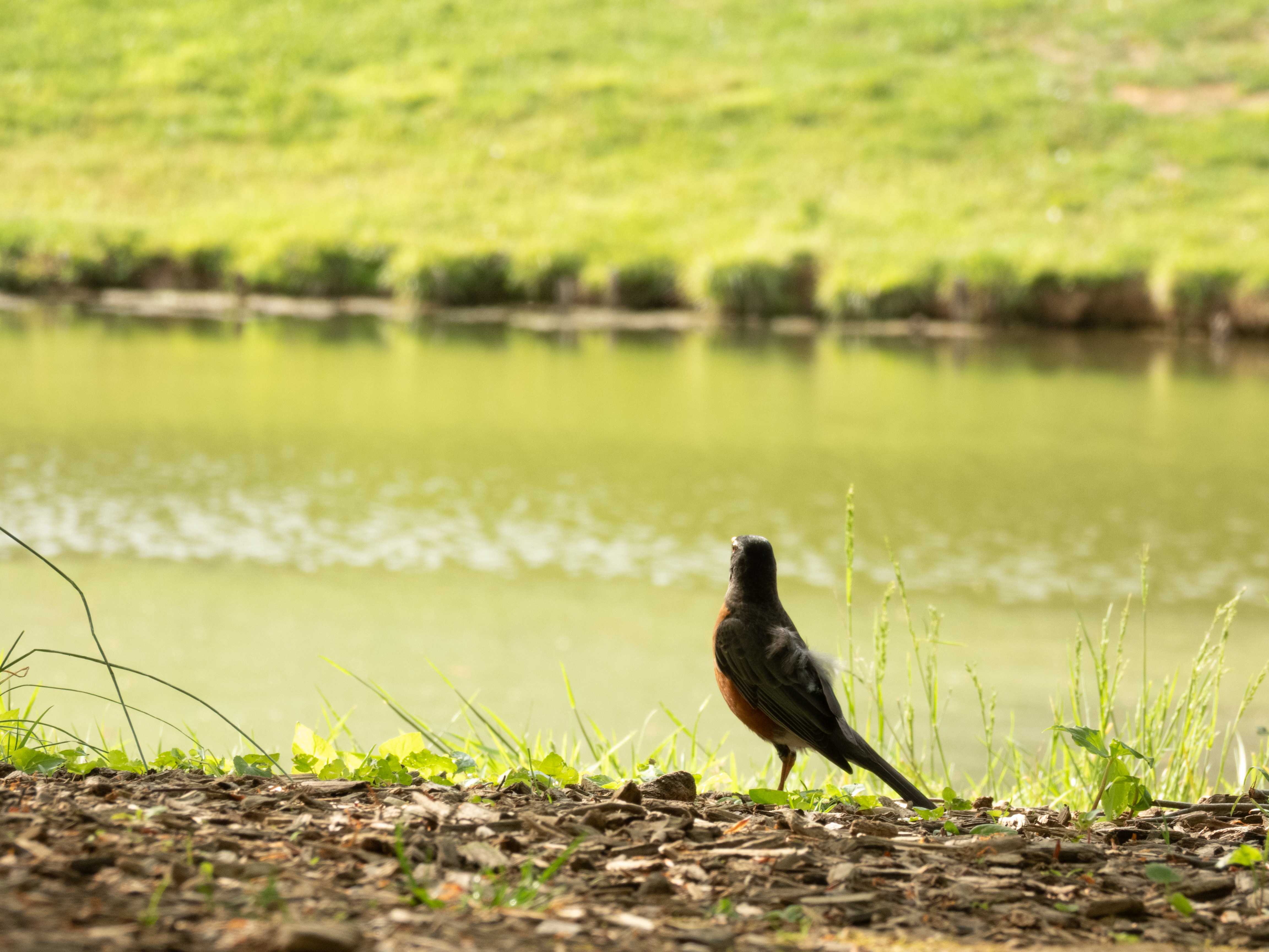 Unedited version of Robin by the Lakeside