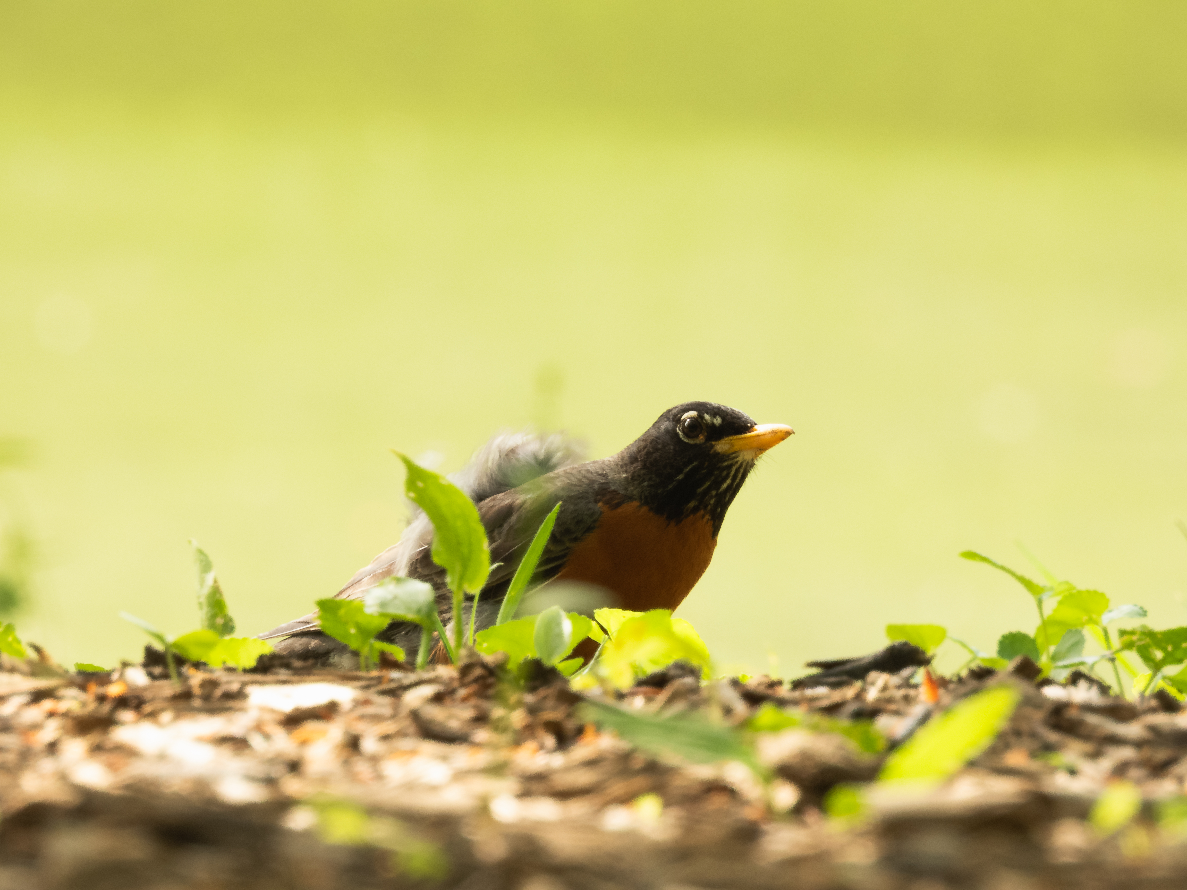 Robin with a Cape