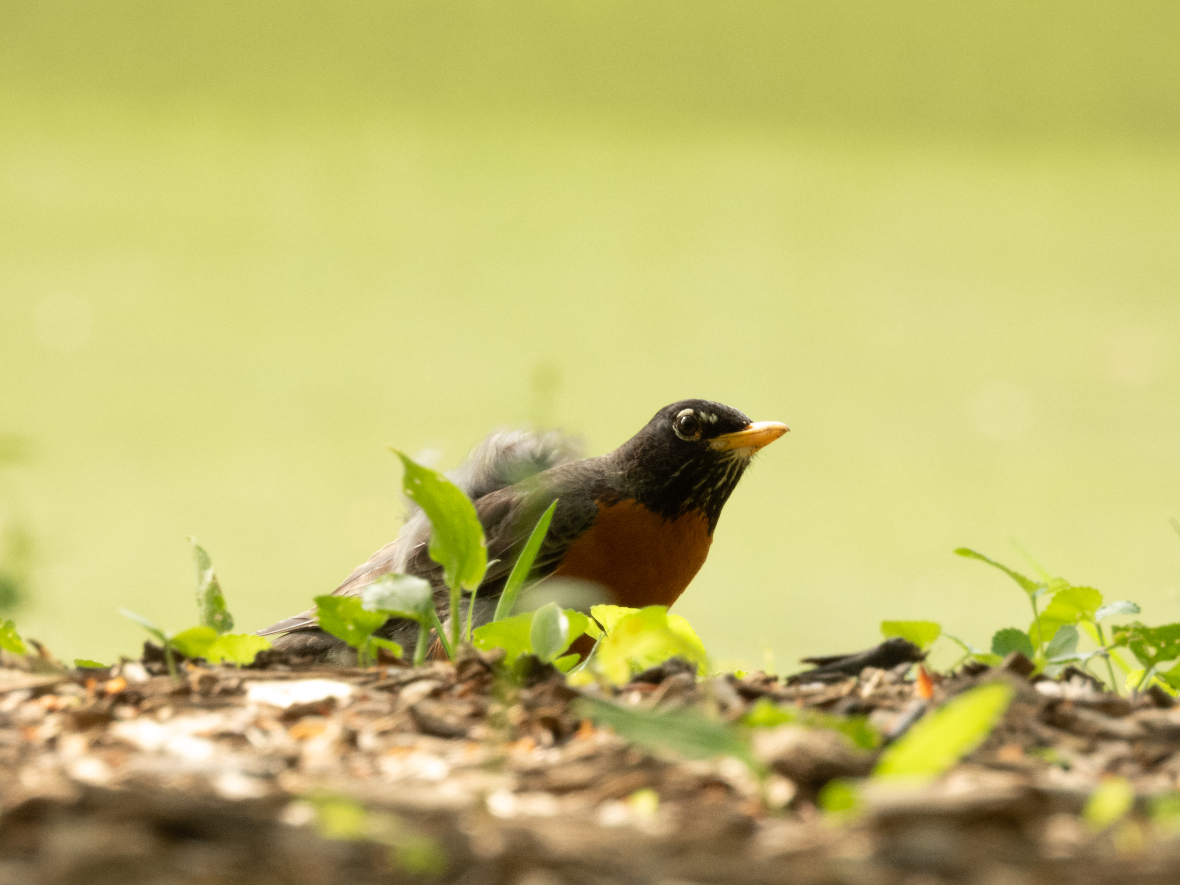 Unedited version of Robin with a Cape