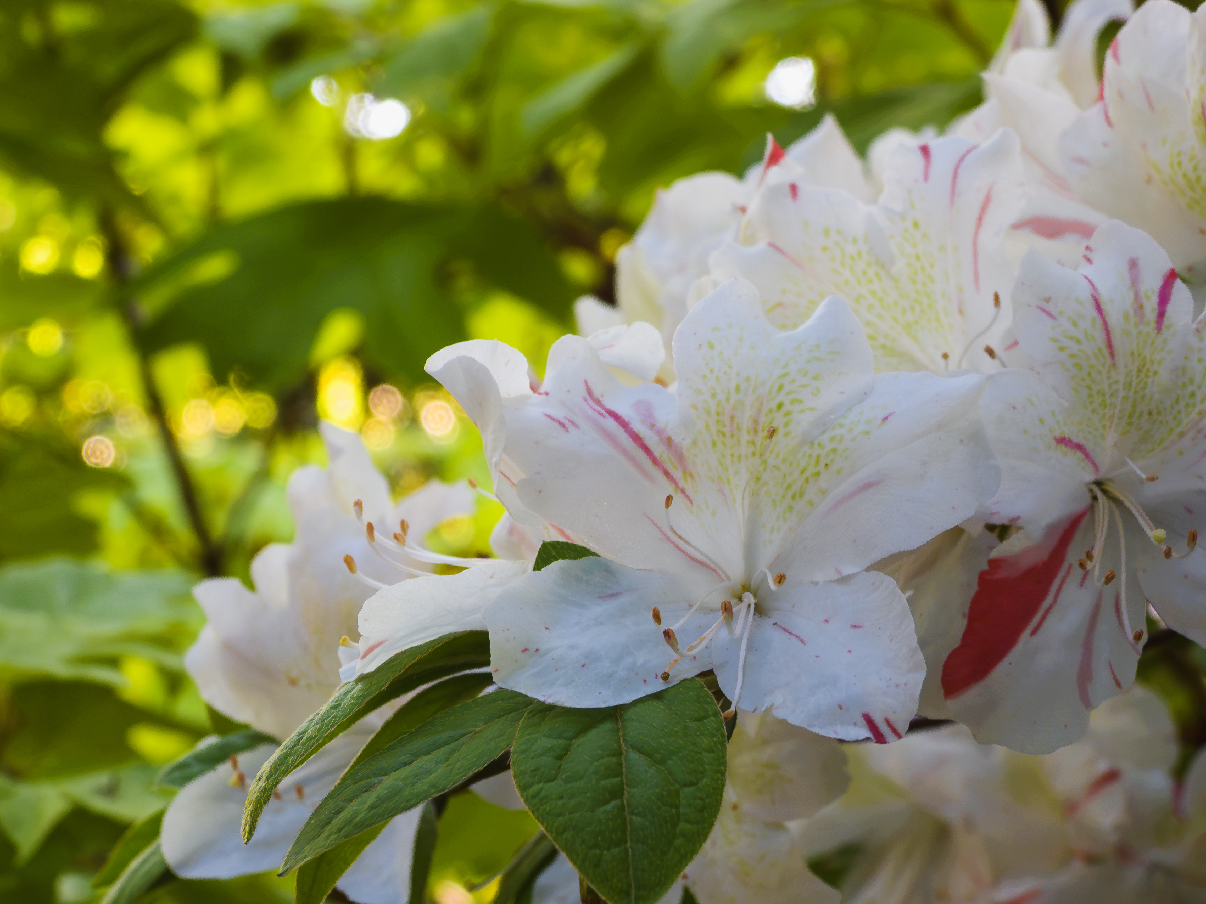 Pretty flowers