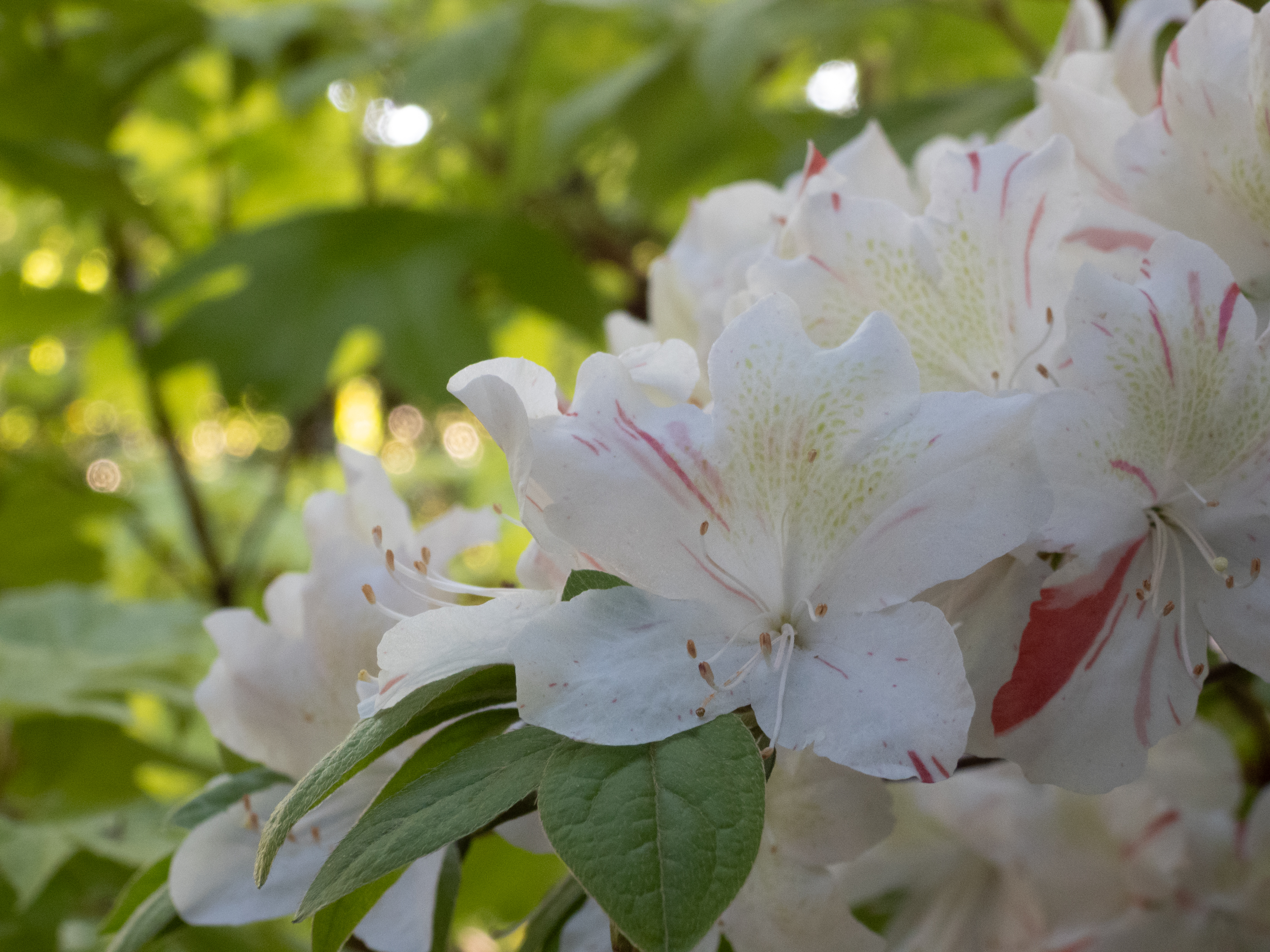Unedited version of Pretty flowers