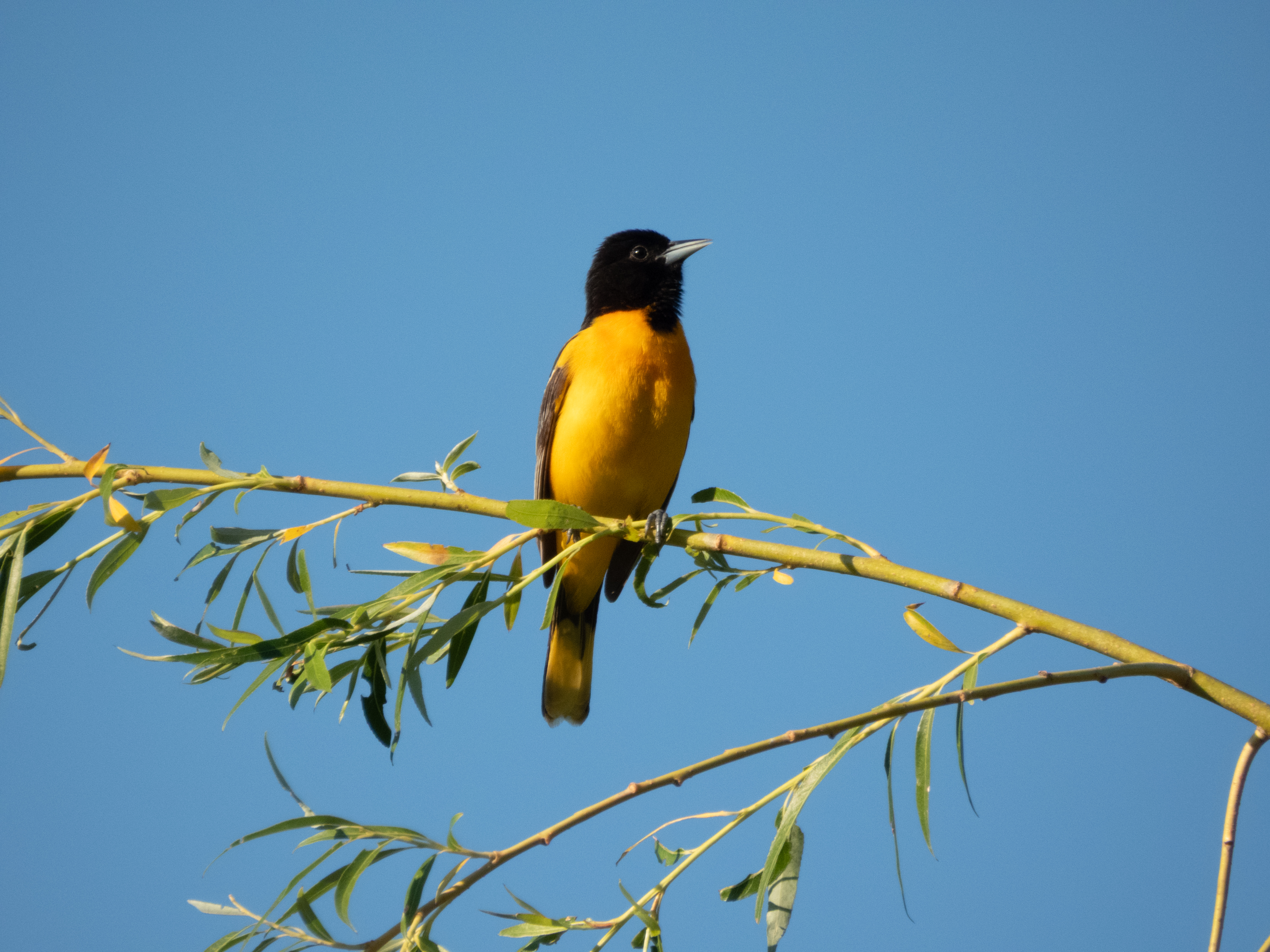 Unedited version of Baltimore Oriole