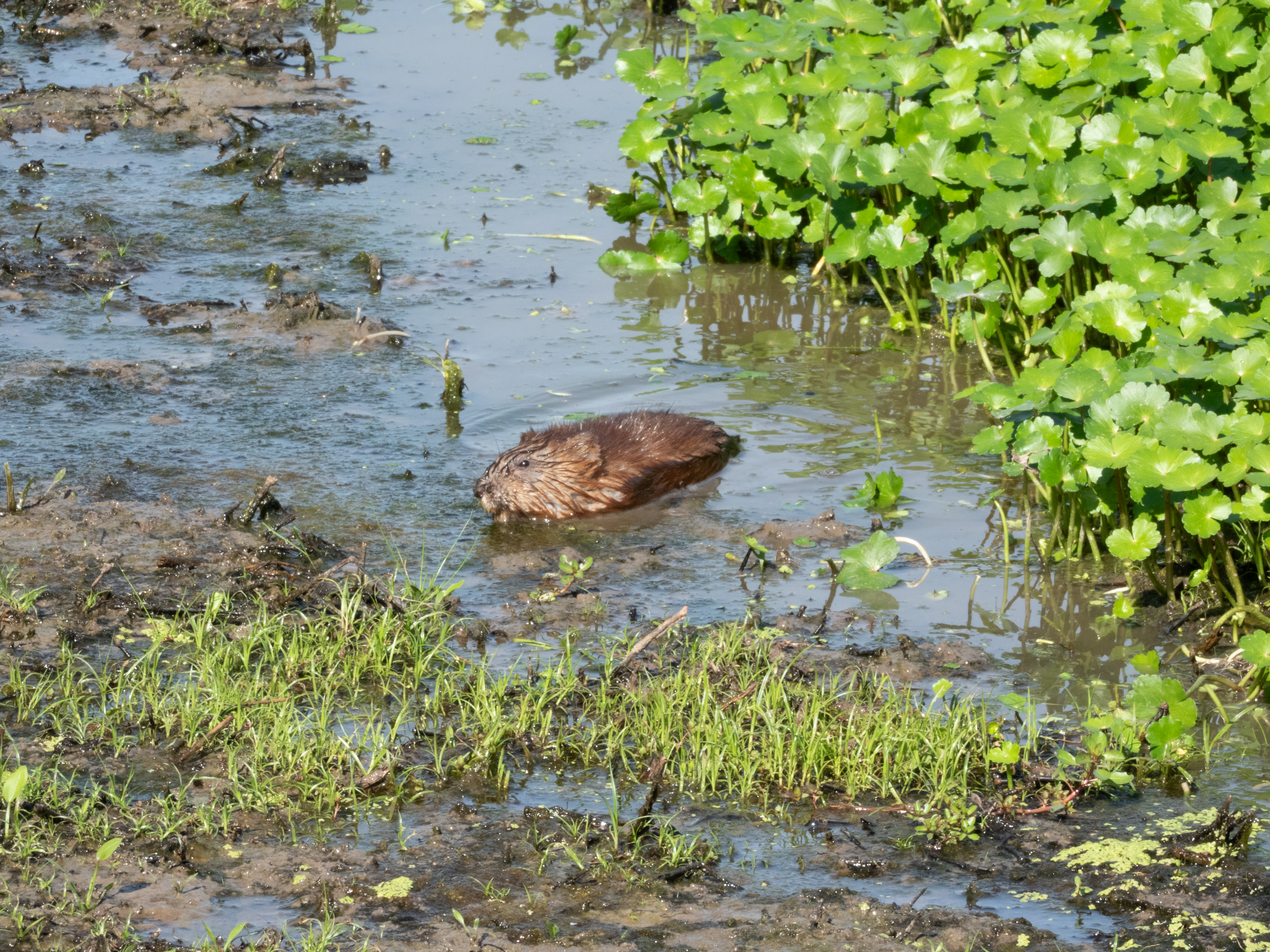 Unedited version of Muskrat?