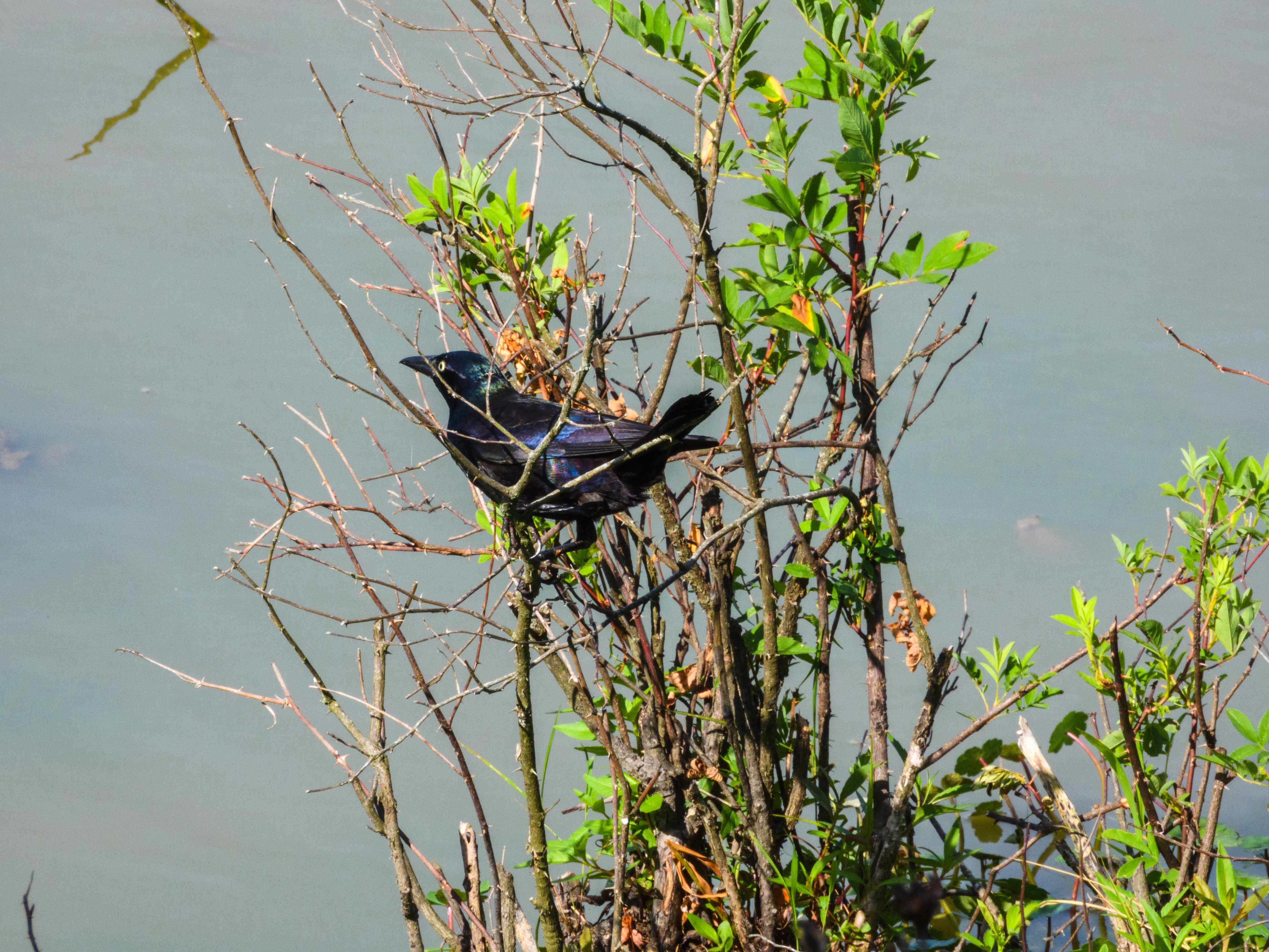 Grackle