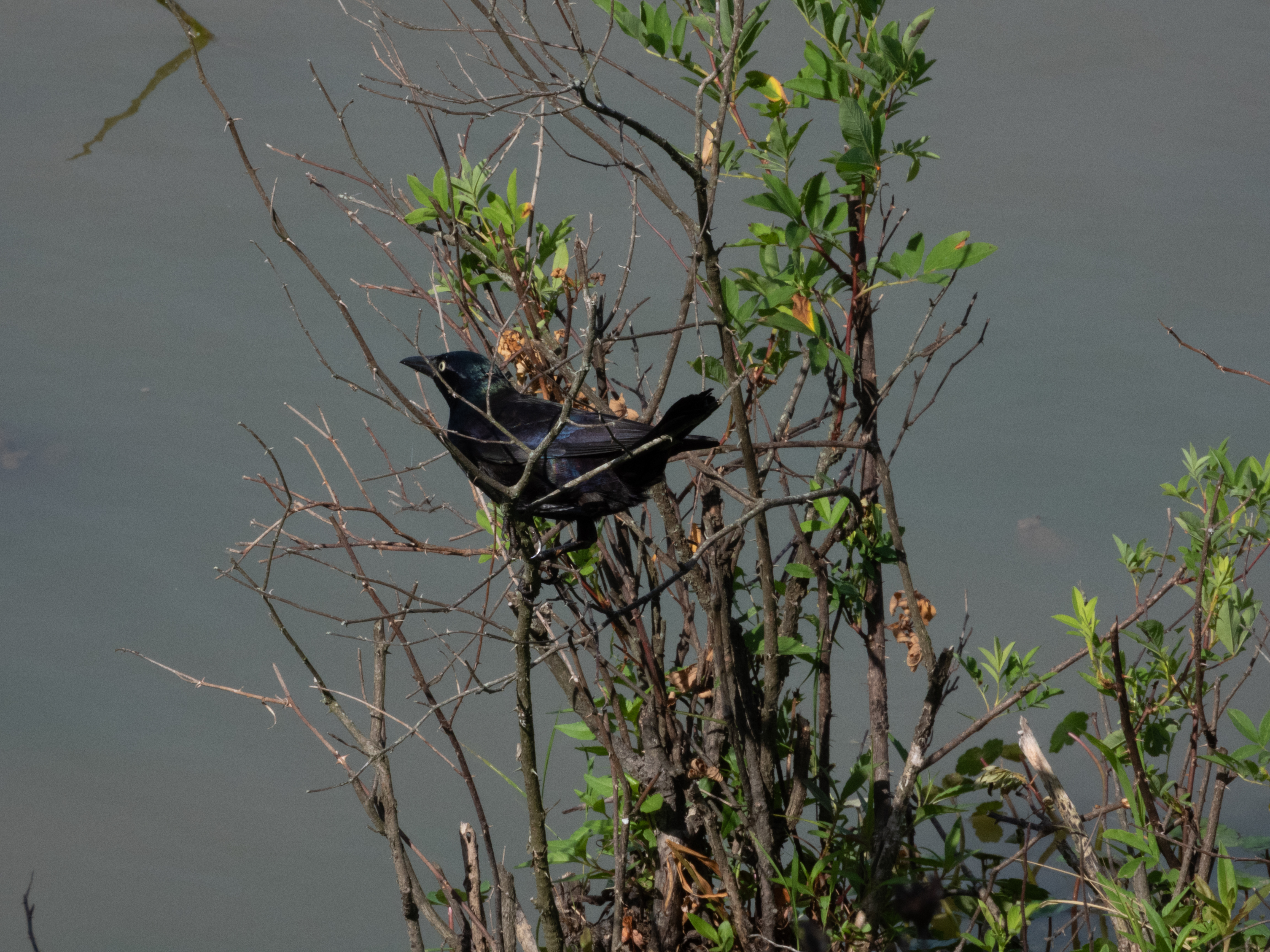 Unedited version of Grackle