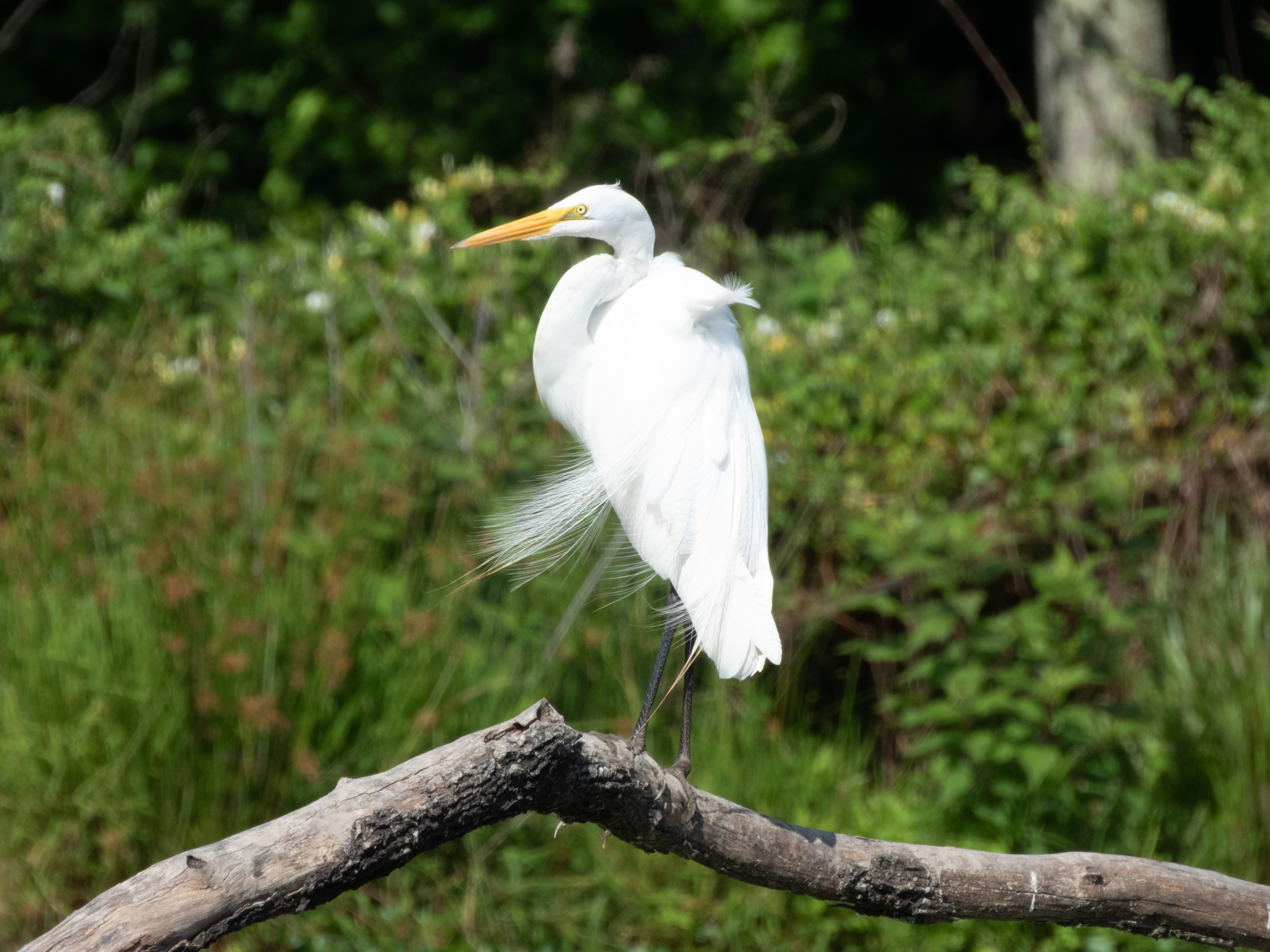 Unedited version of Great Egret