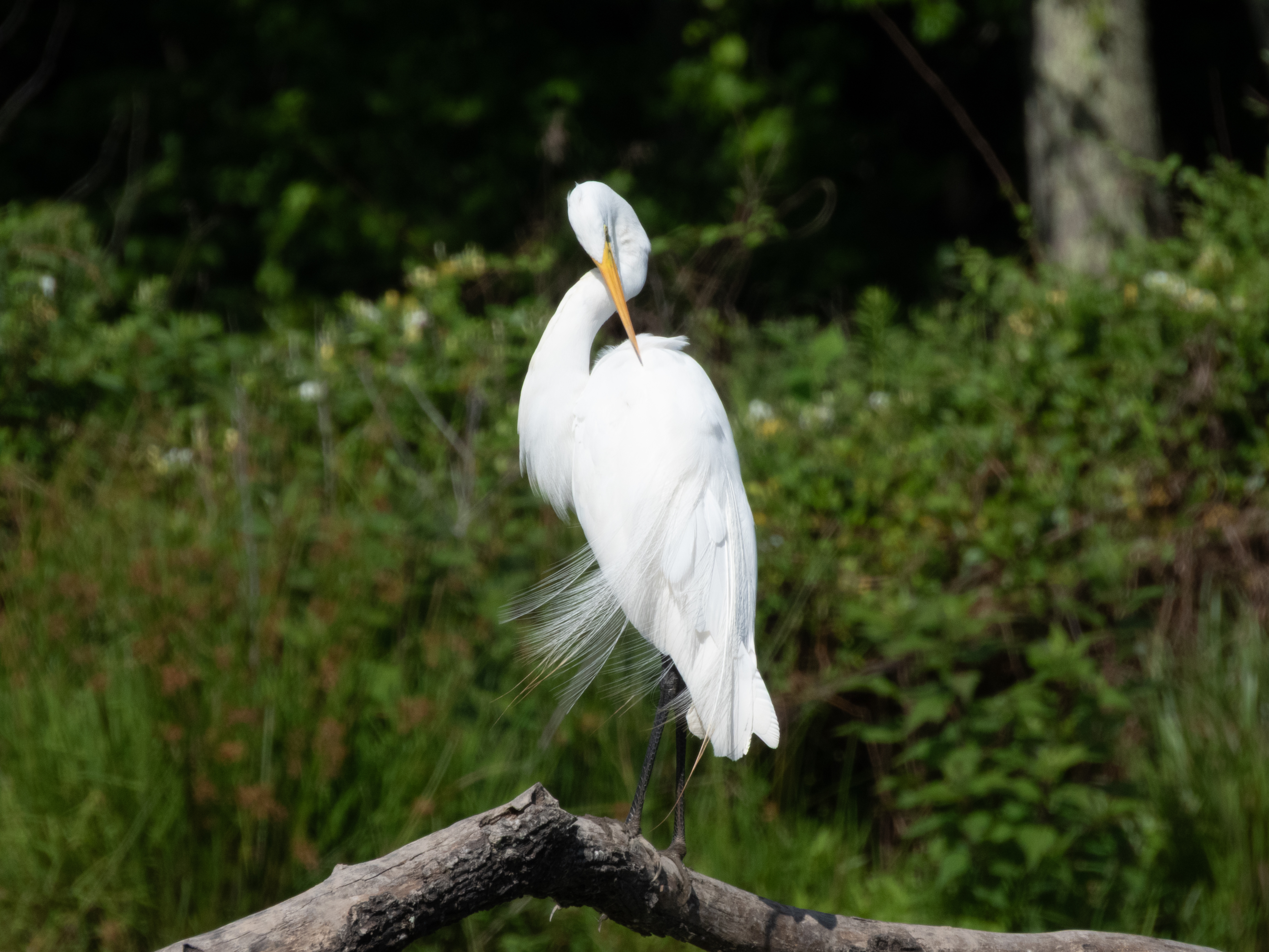 Unedited version of Great Egret