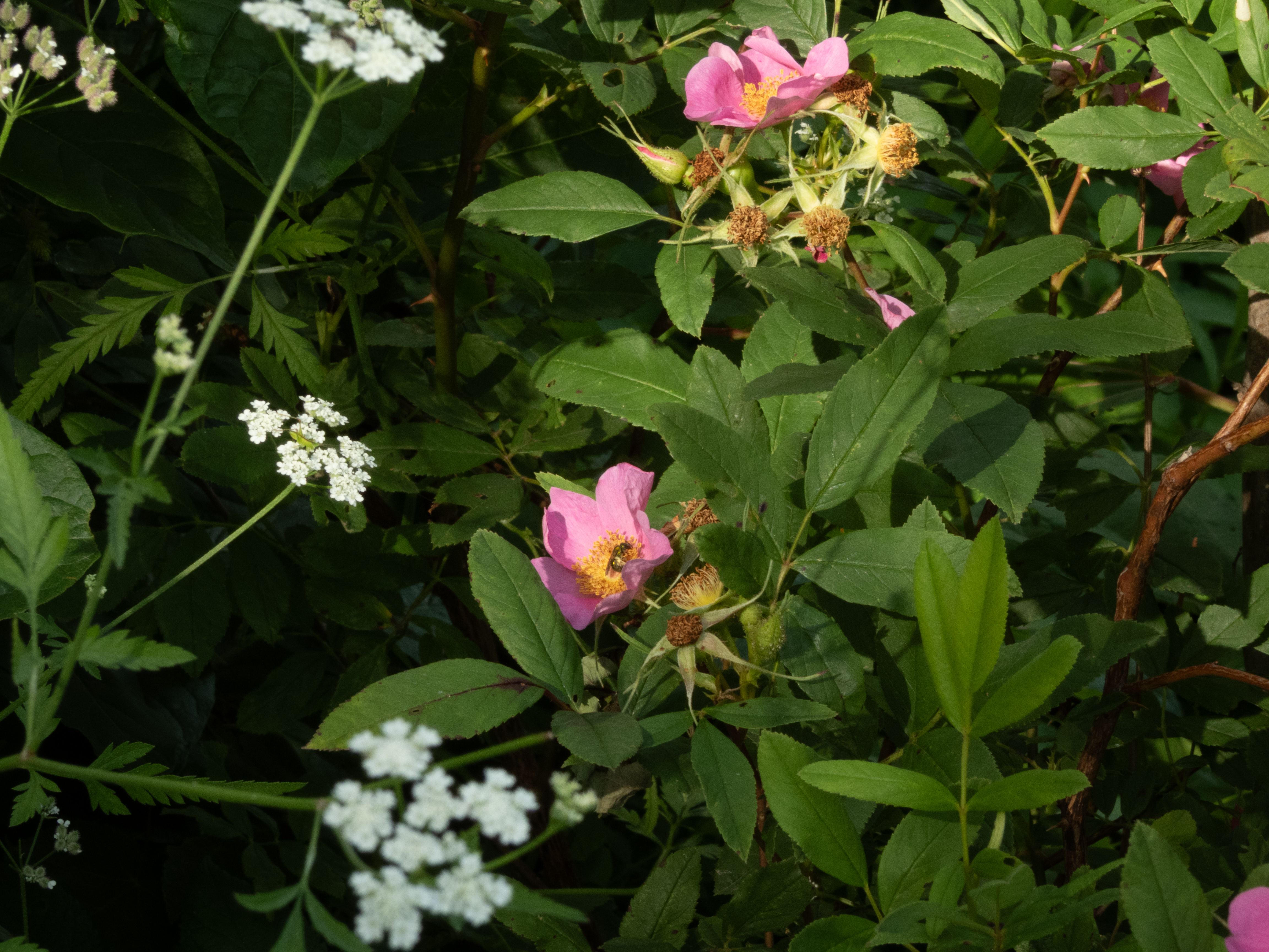 Unedited version of Flowers