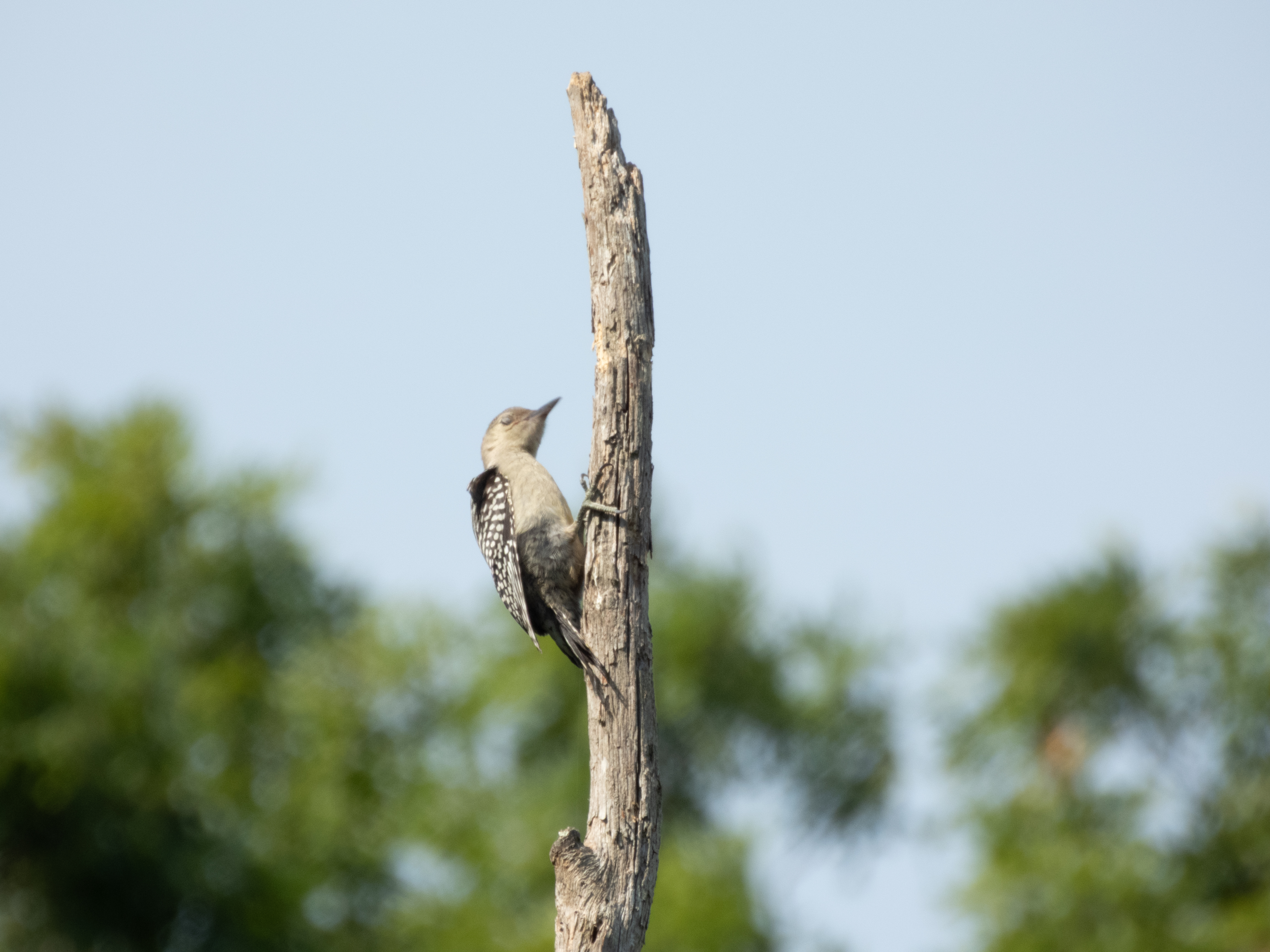 Unedited version of Red-bellied Woodpecker
