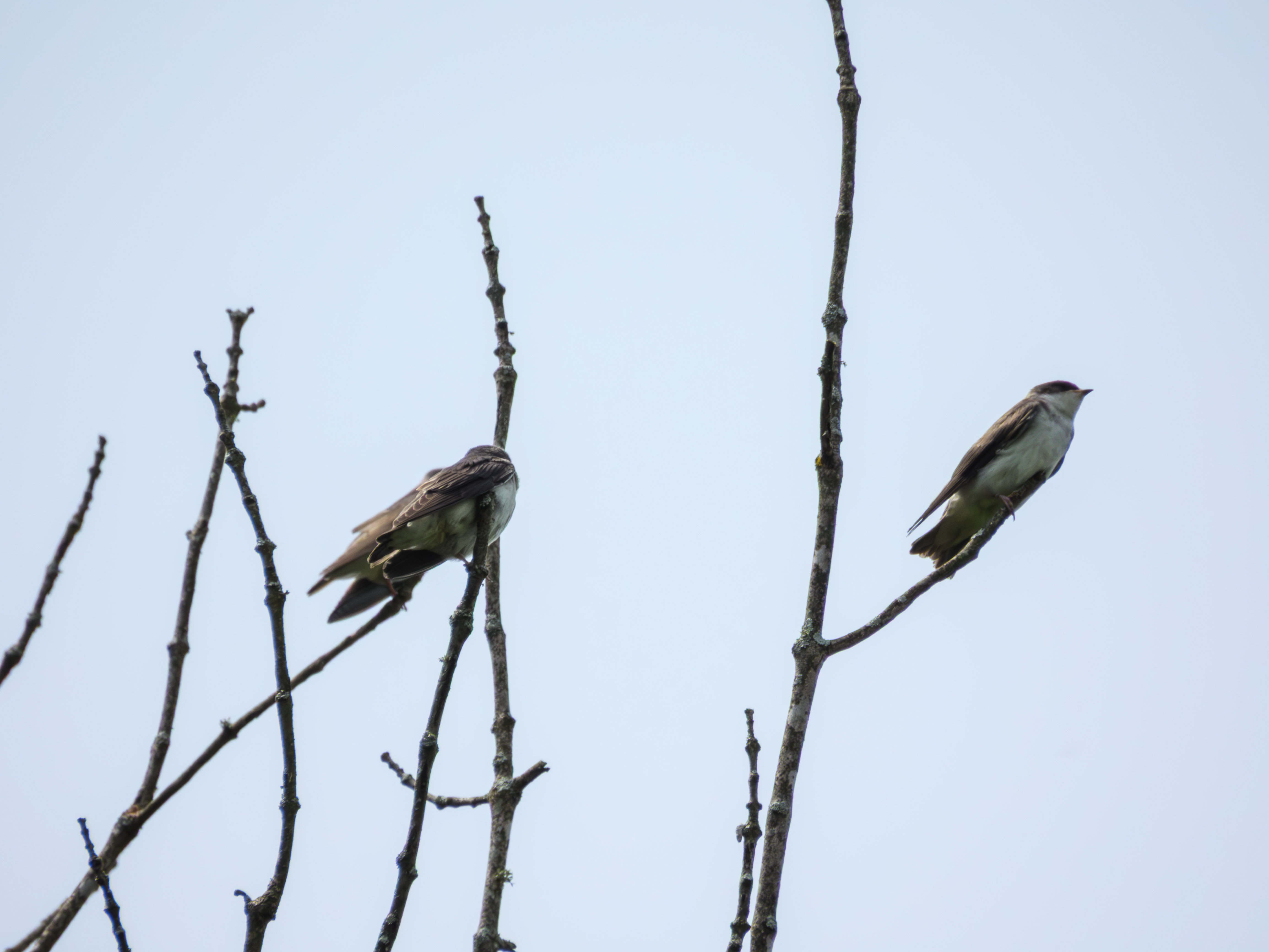 Tree Swallow