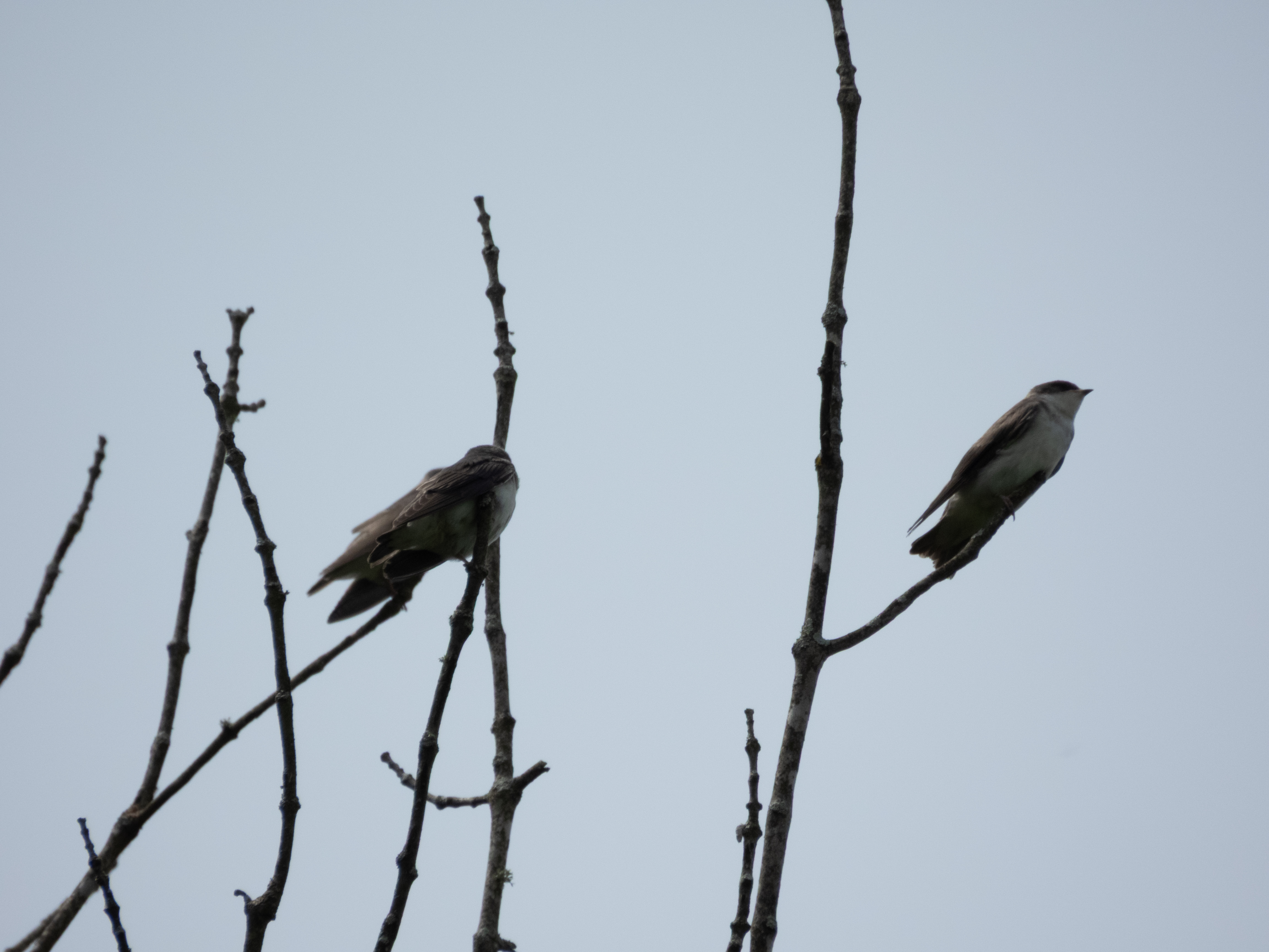 Unedited version of Tree Swallow