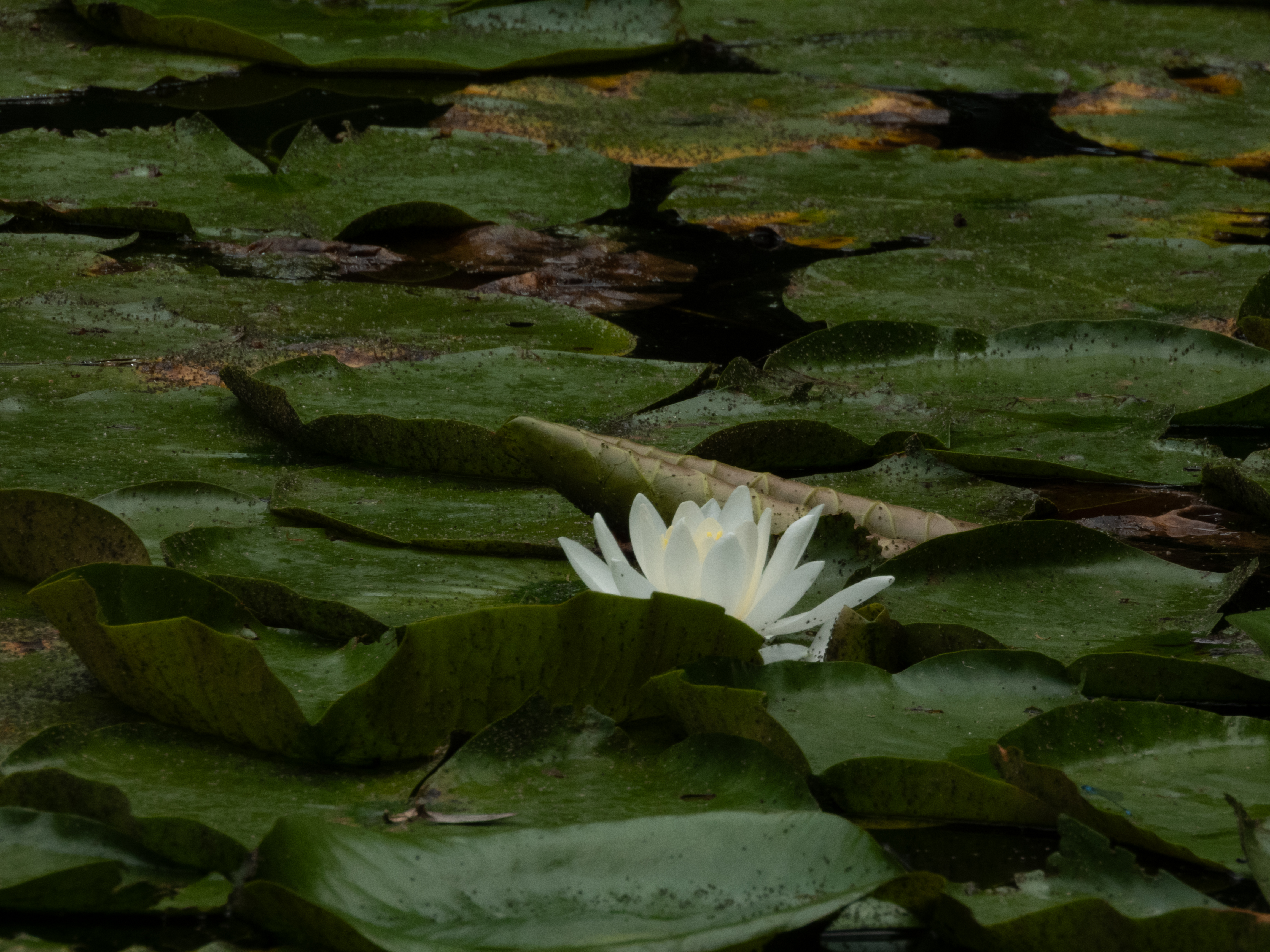 Unedited version of Lotus