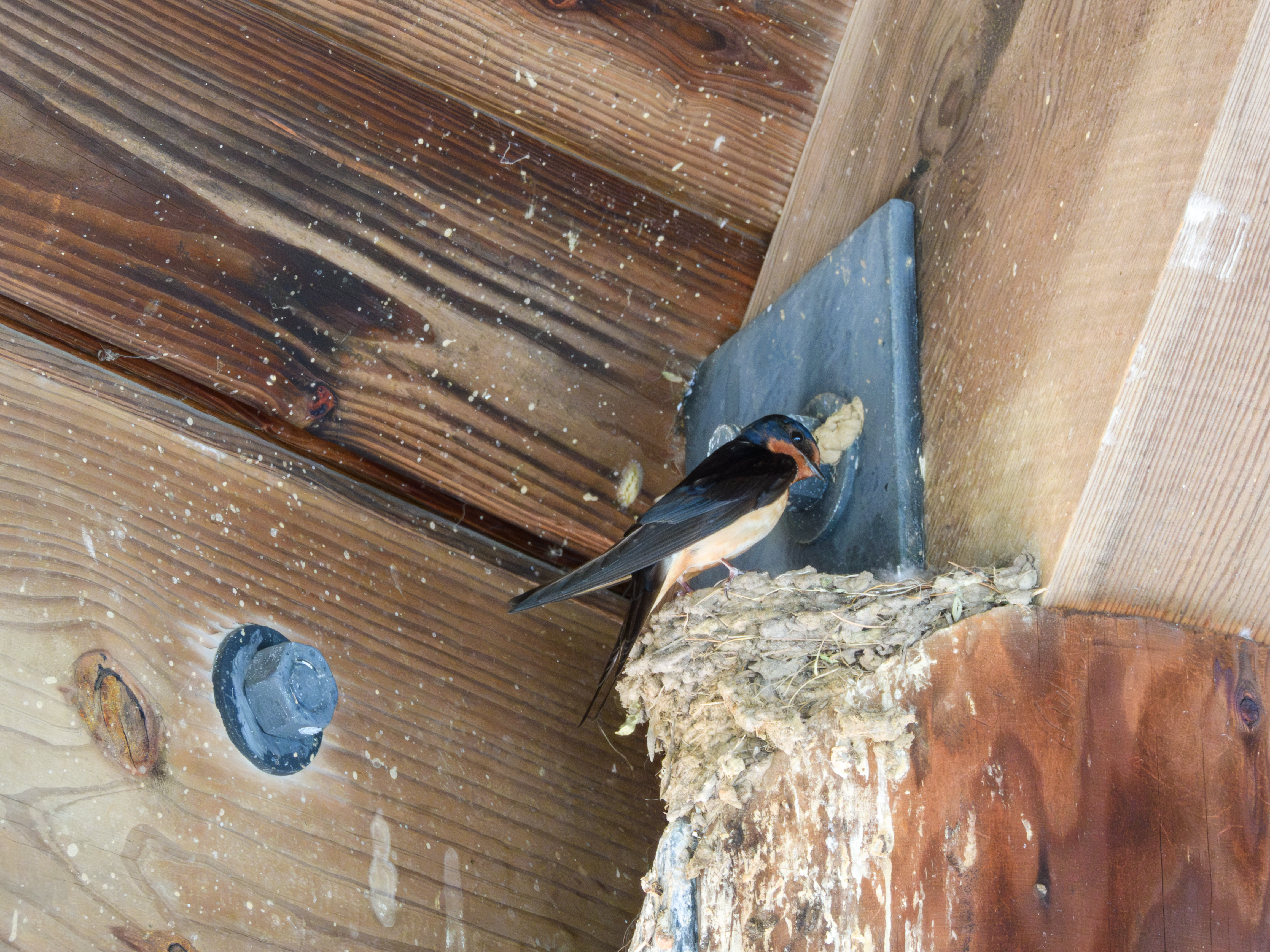 Tree Swallow nesting (kudos for a friend taking this picture, I had a few but they were worse)
