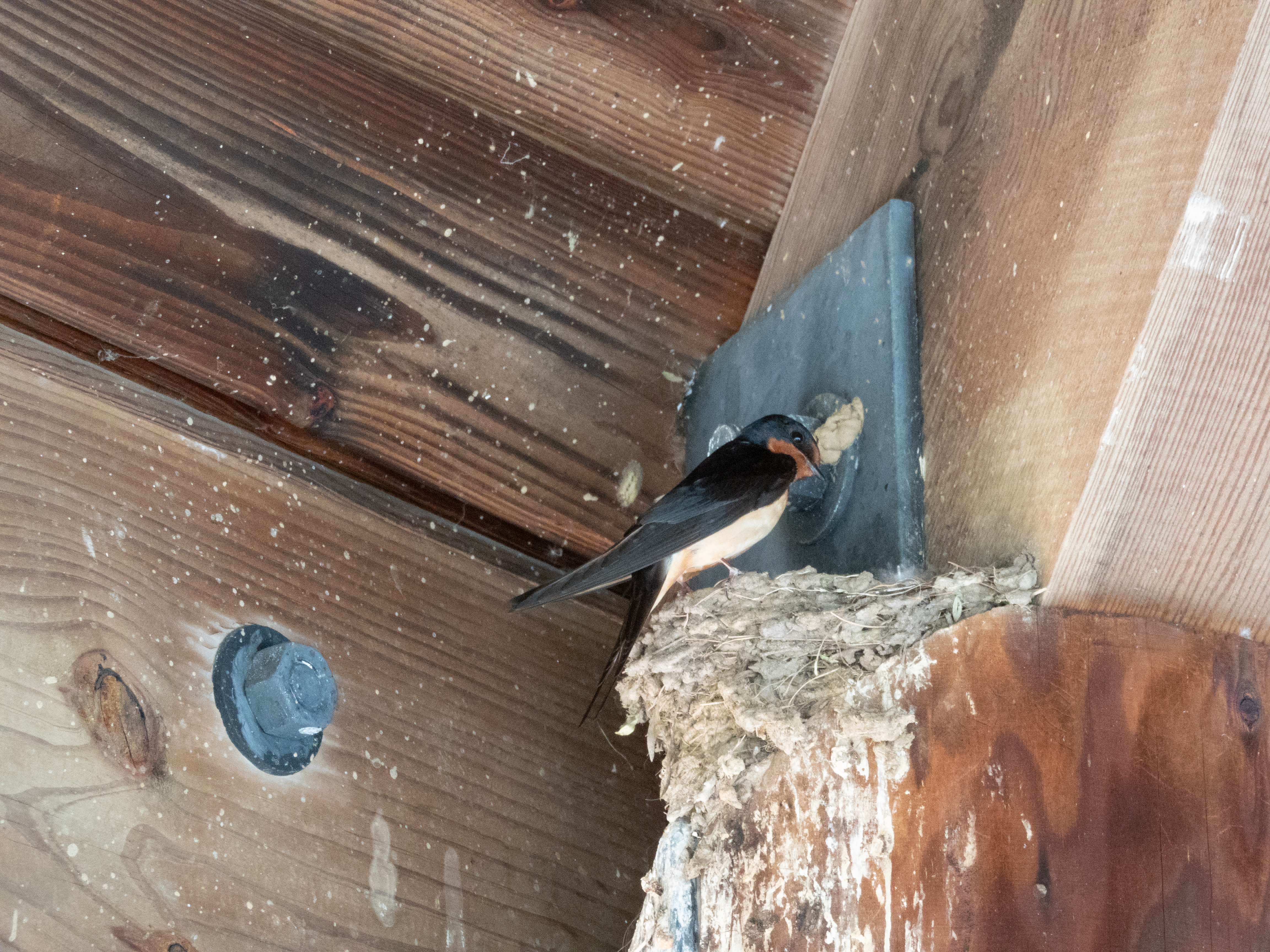 Unedited version of Tree Swallow nesting (kudos for a friend taking this picture, I had a few but they were worse)