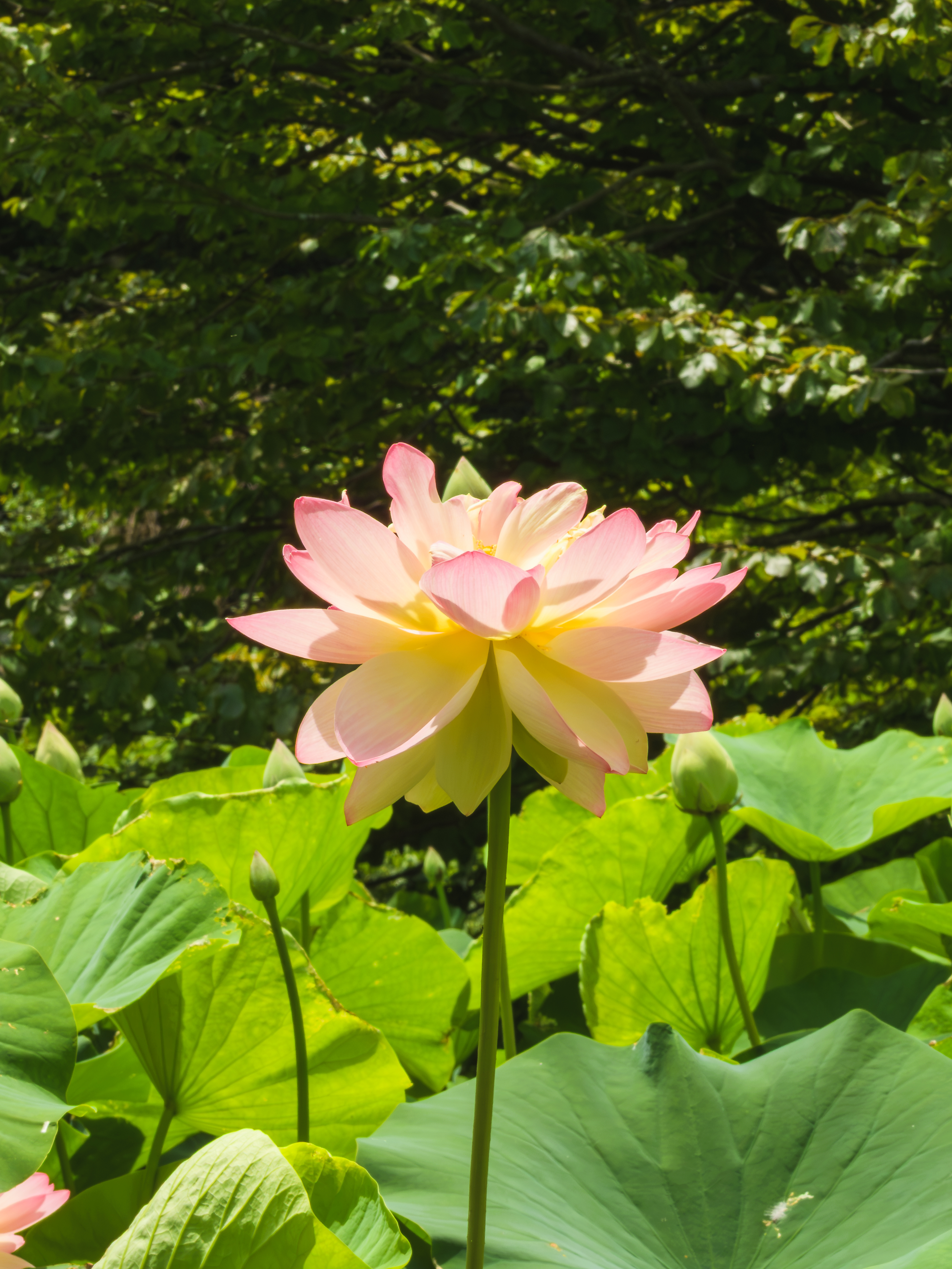 Lotus