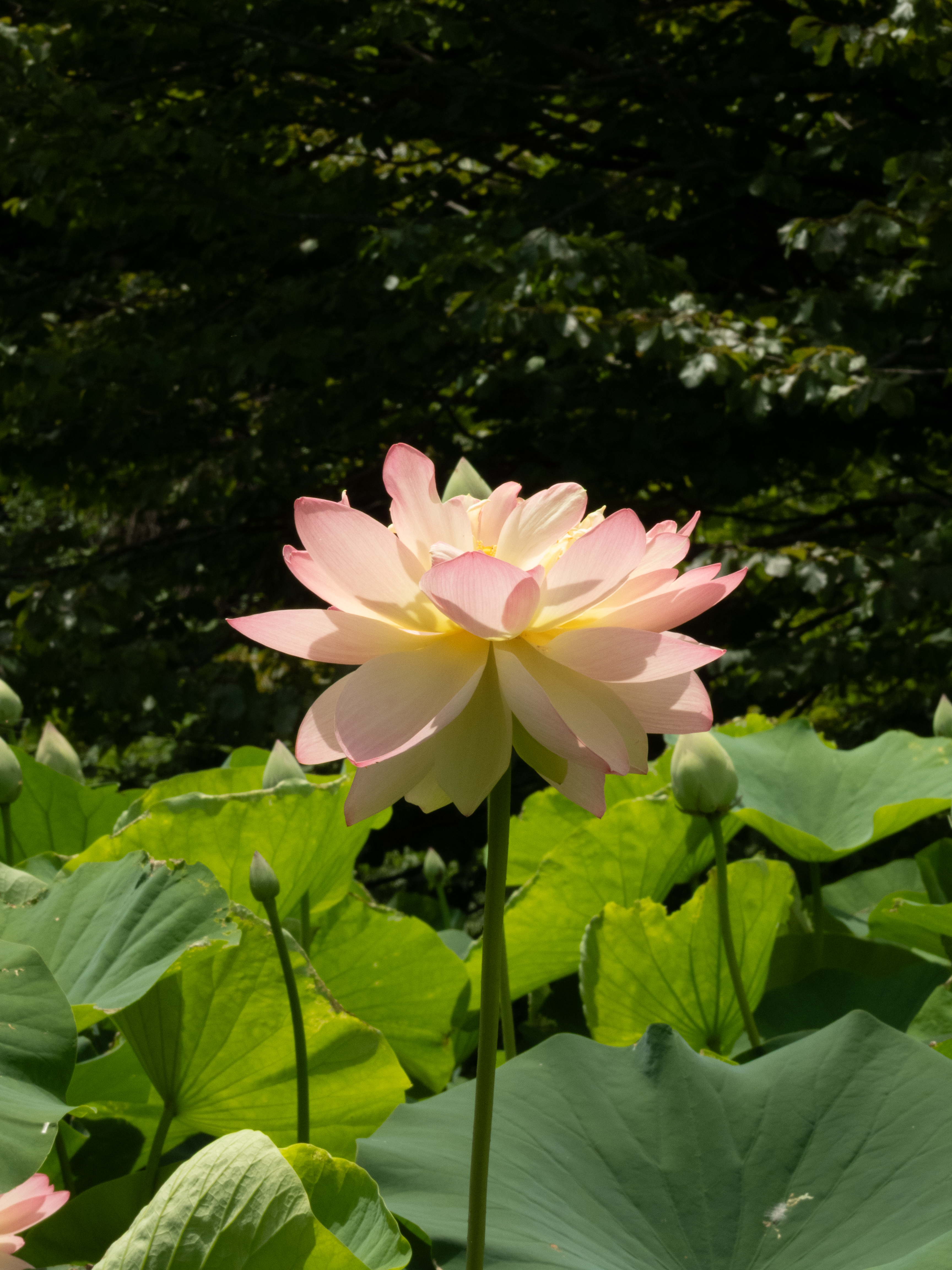 Unedited version of Lotus