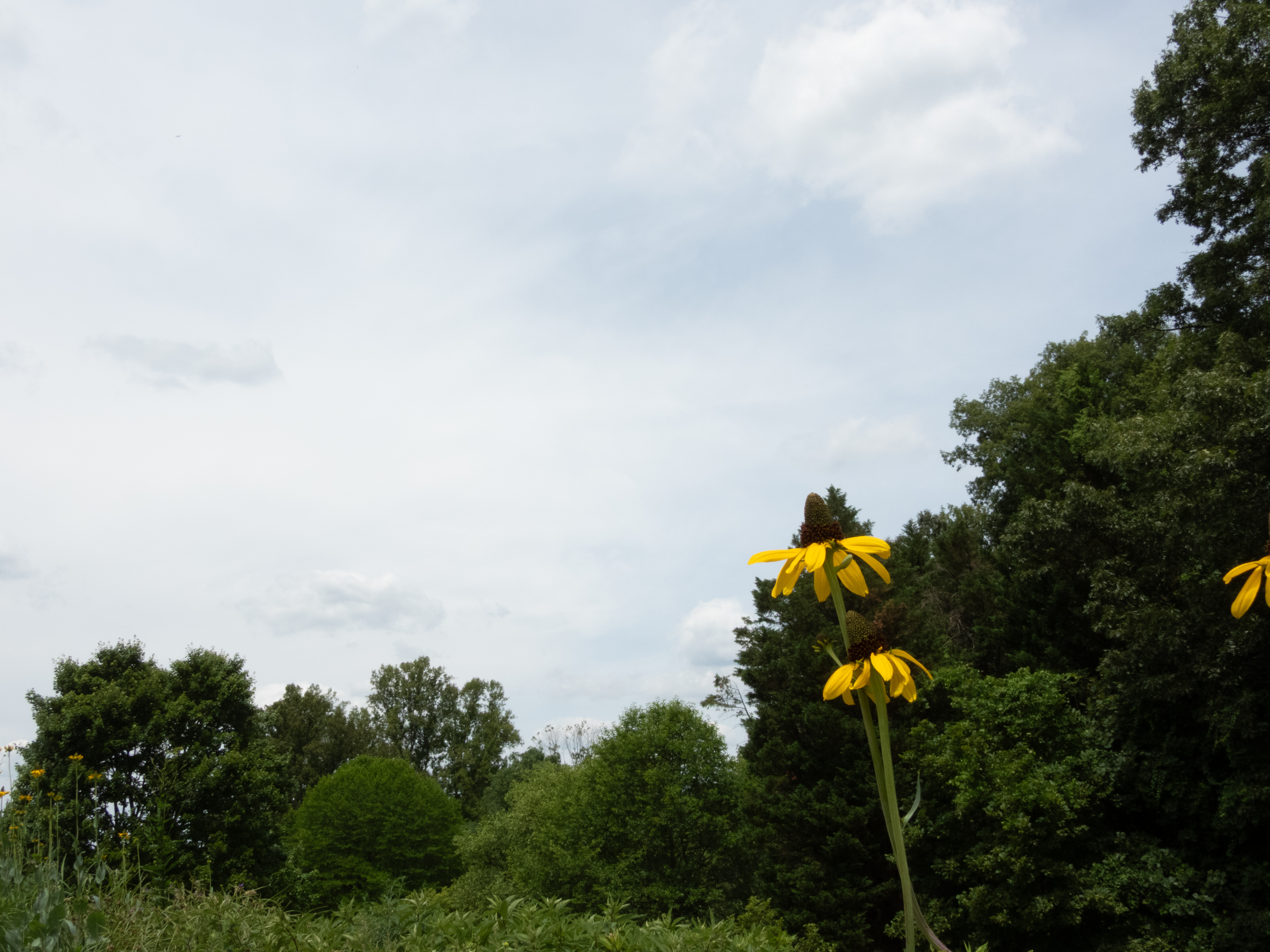 Unedited version of Yellow flower