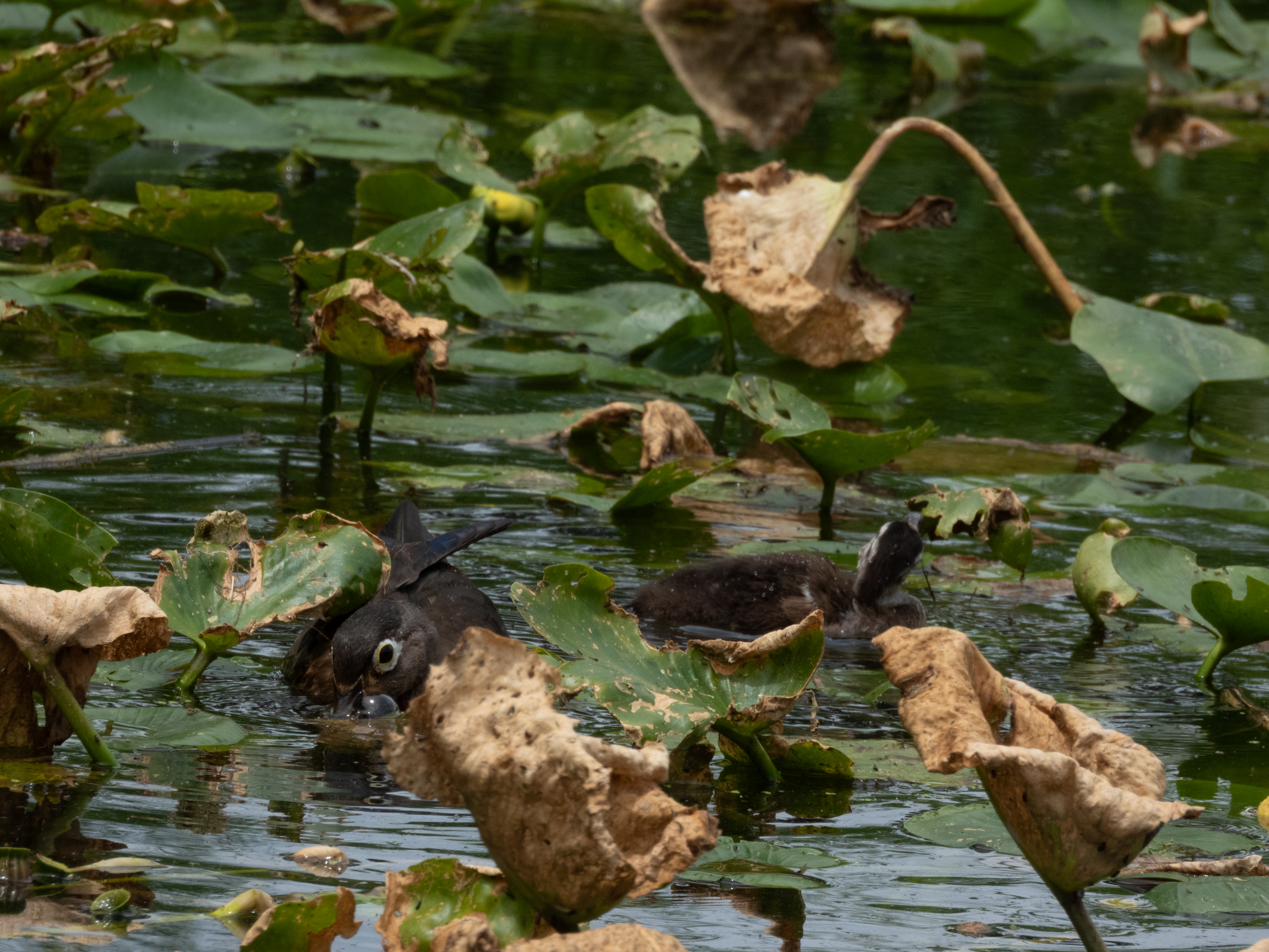 Unedited version of Wood Ducks