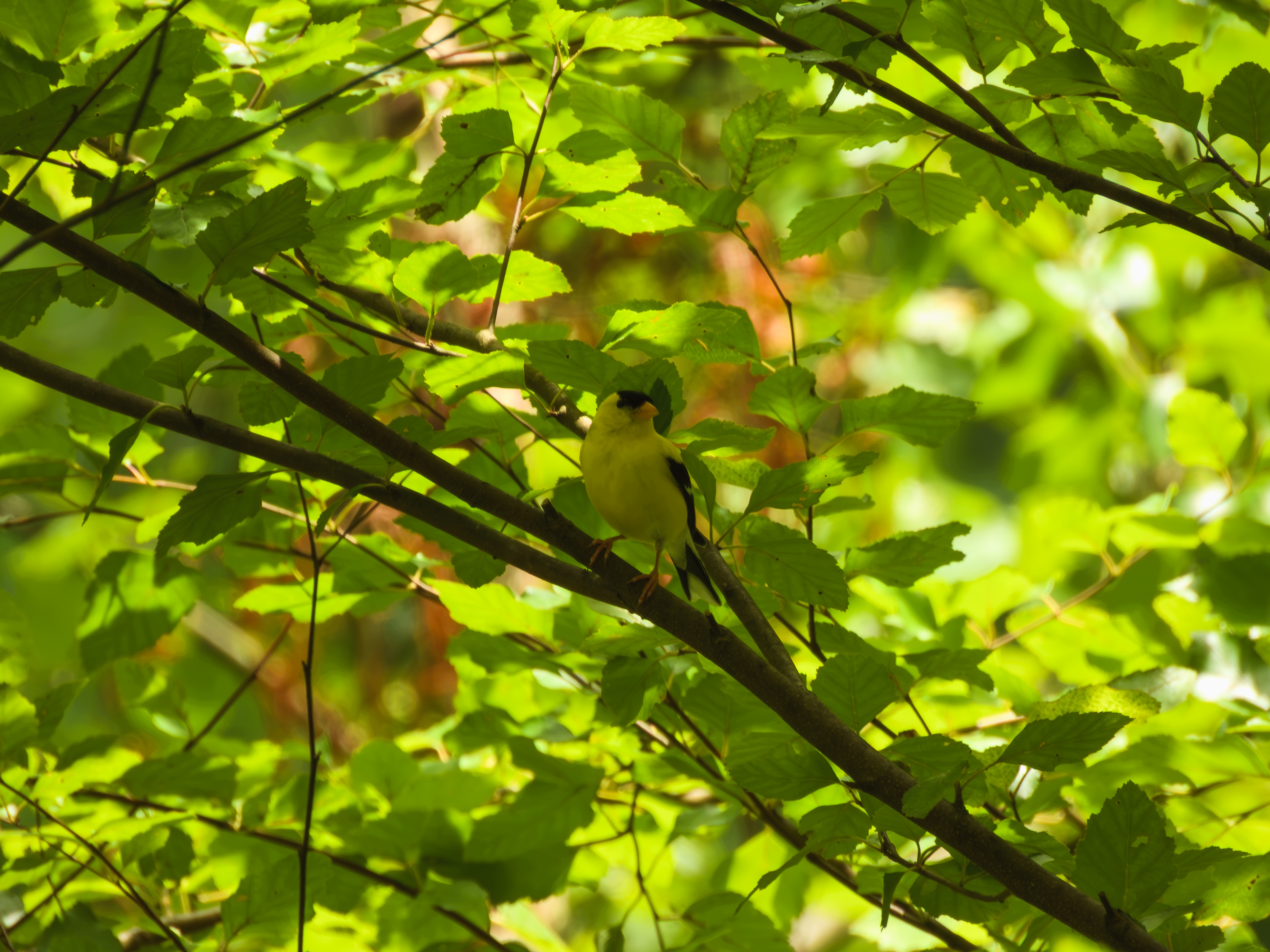 Goldfinch