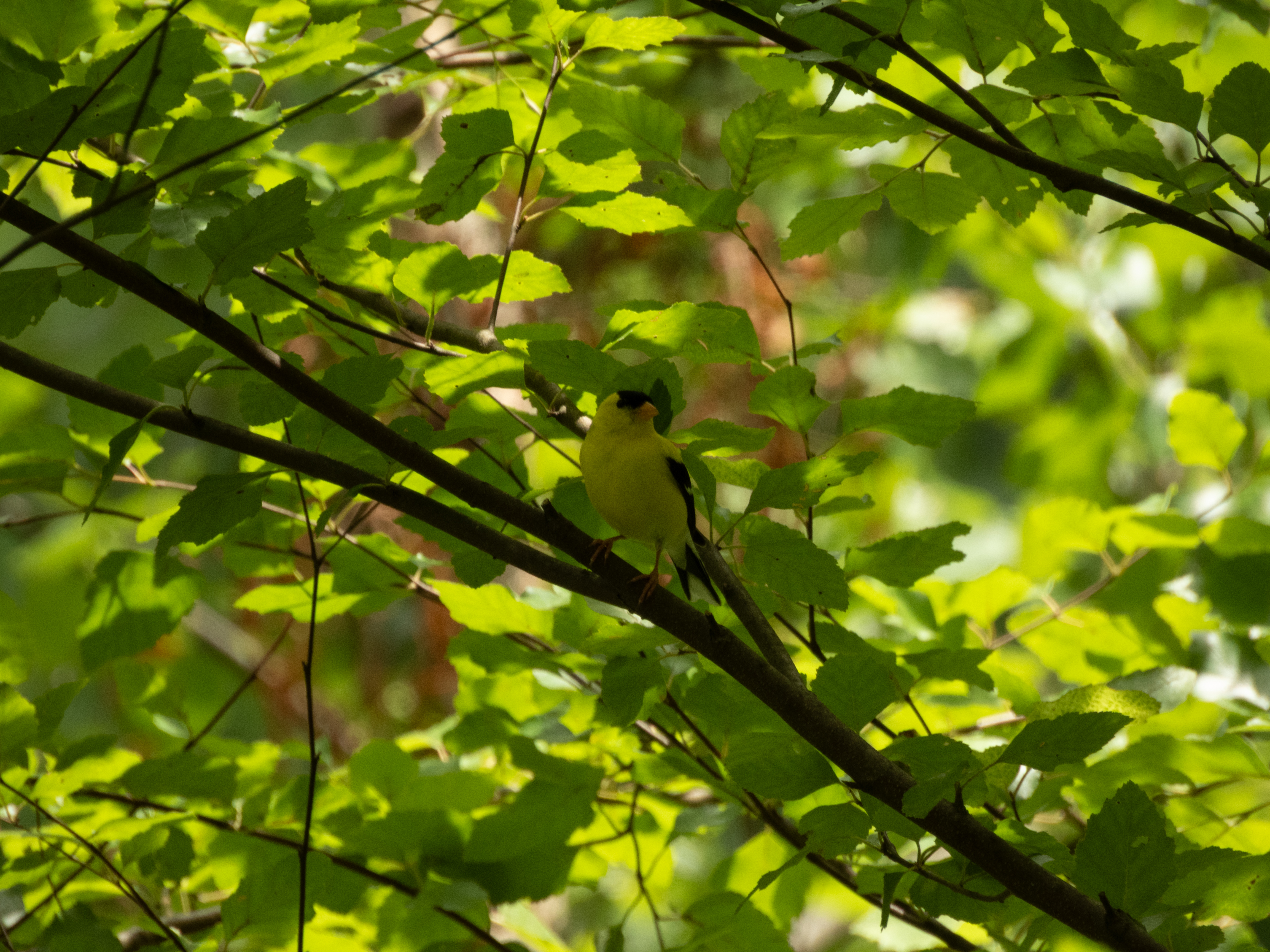Unedited version of Goldfinch