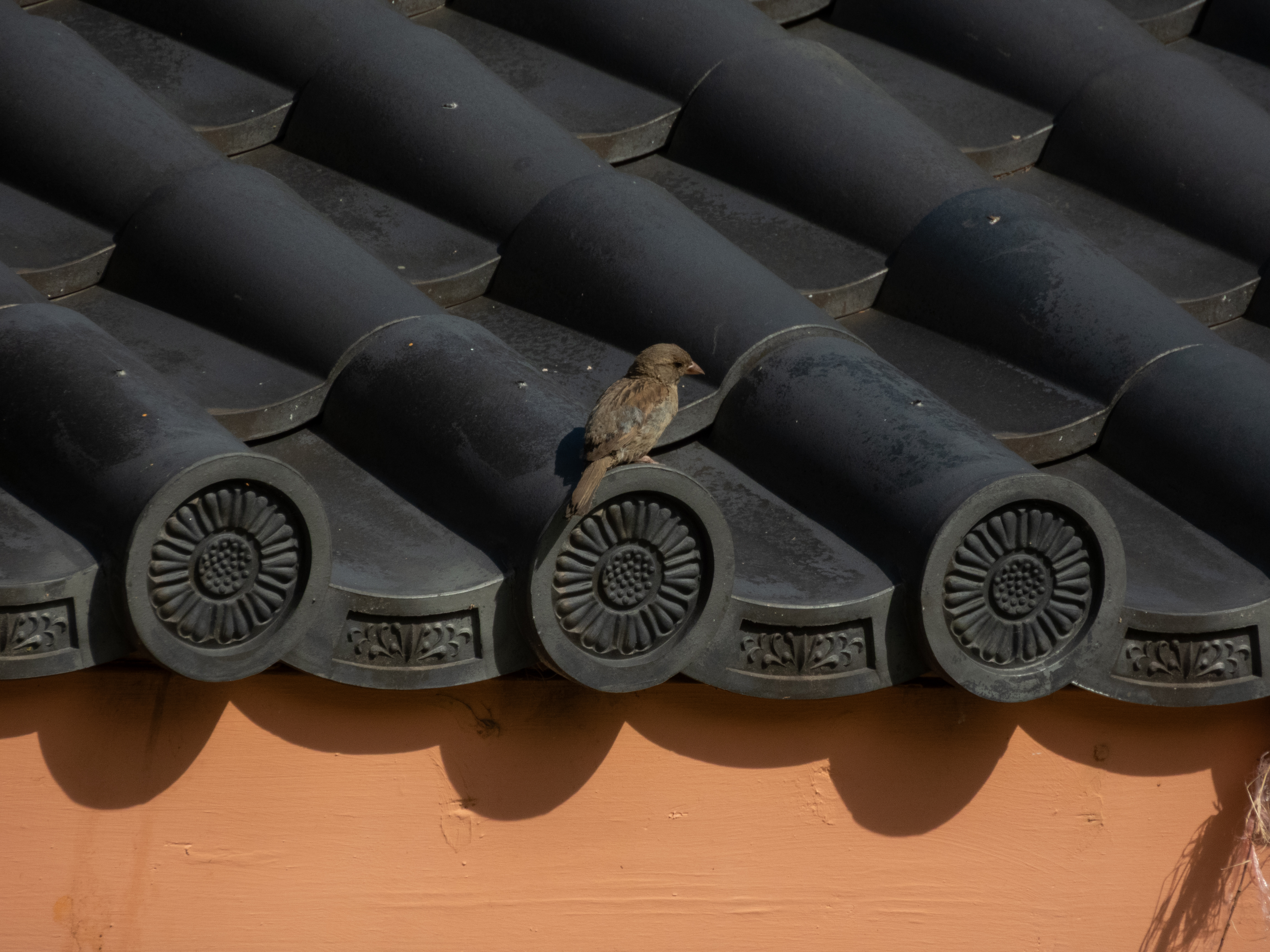 Unedited version of House sparrow on the roof