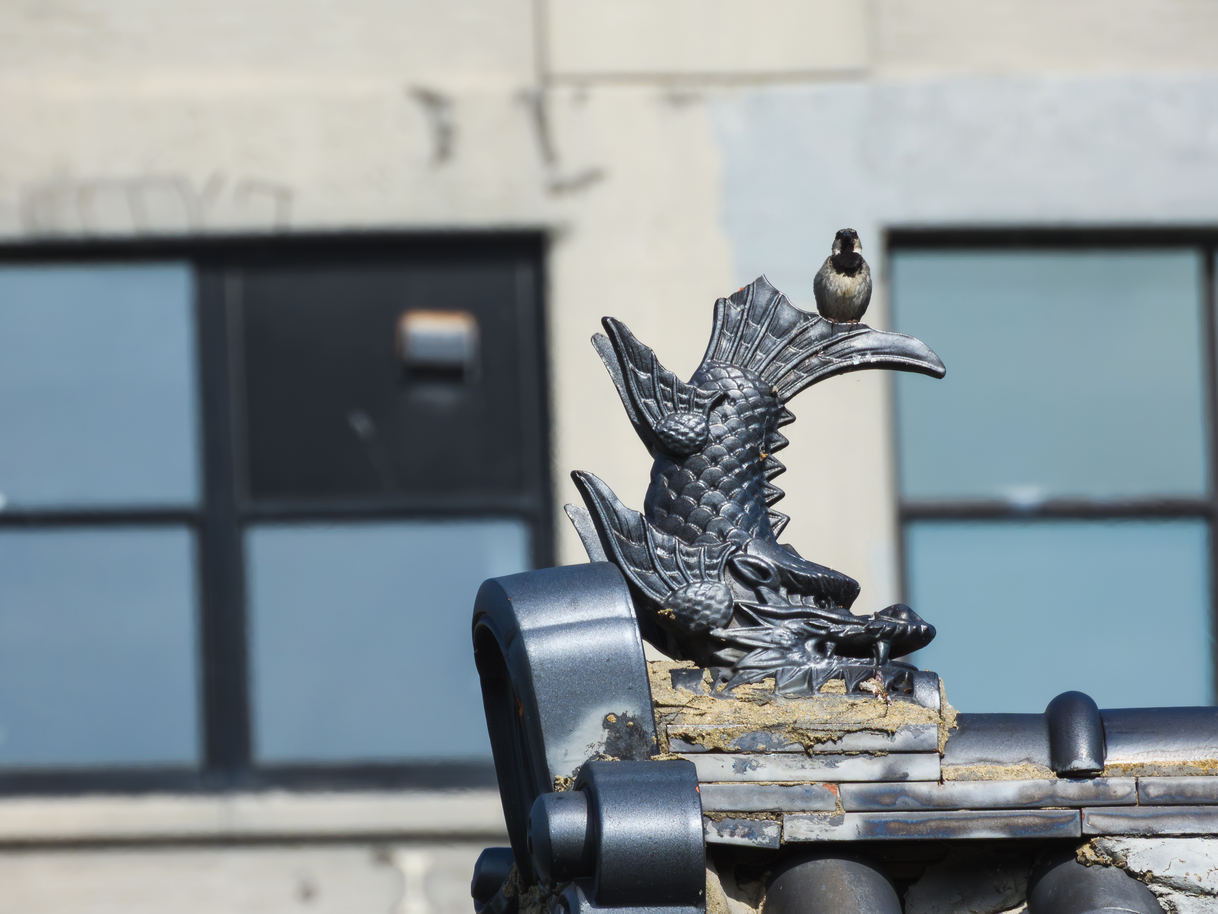 House sparrow on the fish