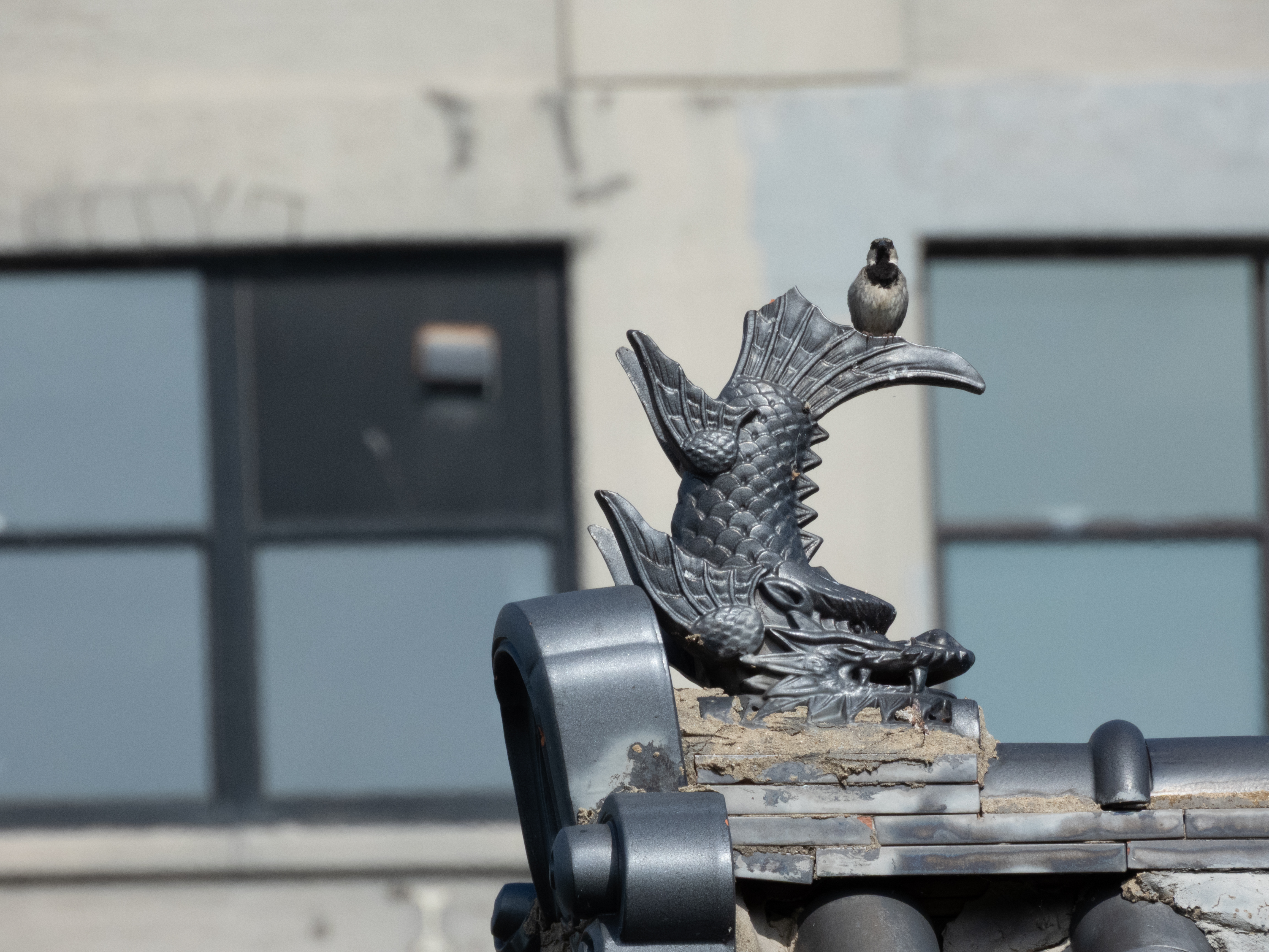 Unedited version of House sparrow on the fish