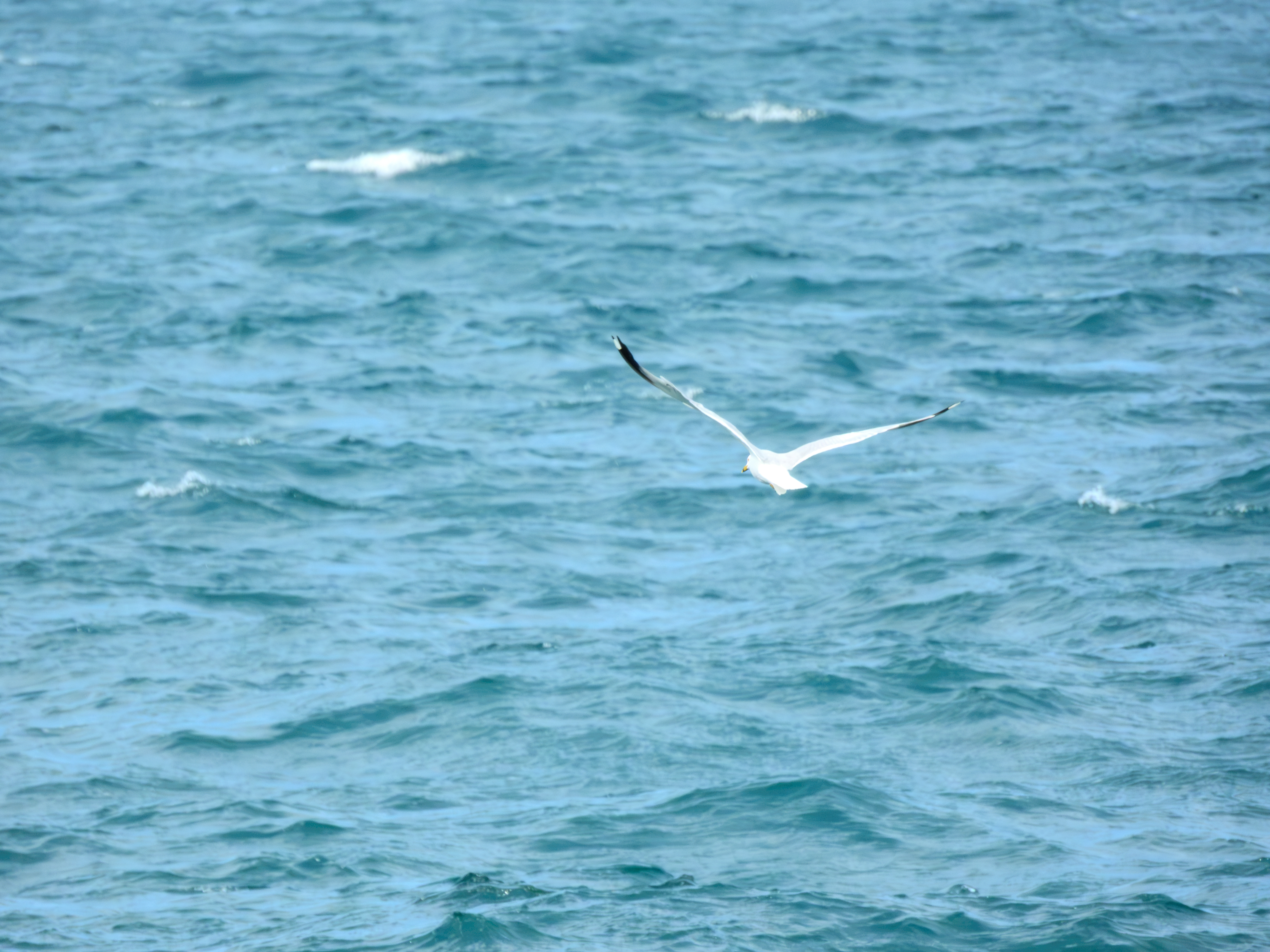 Sea gull (ring billed?)