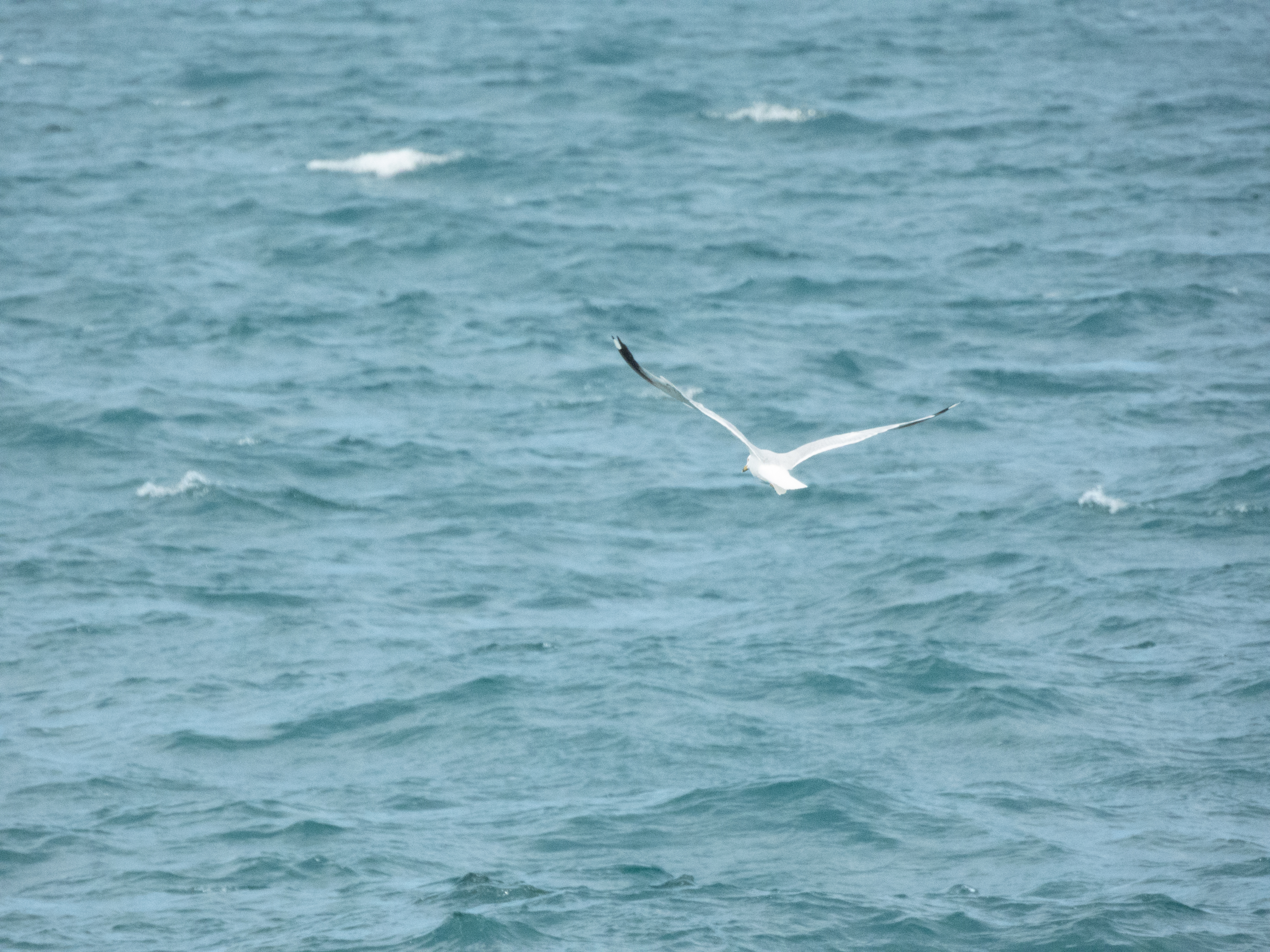 Unedited version of Sea gull (ring billed?)