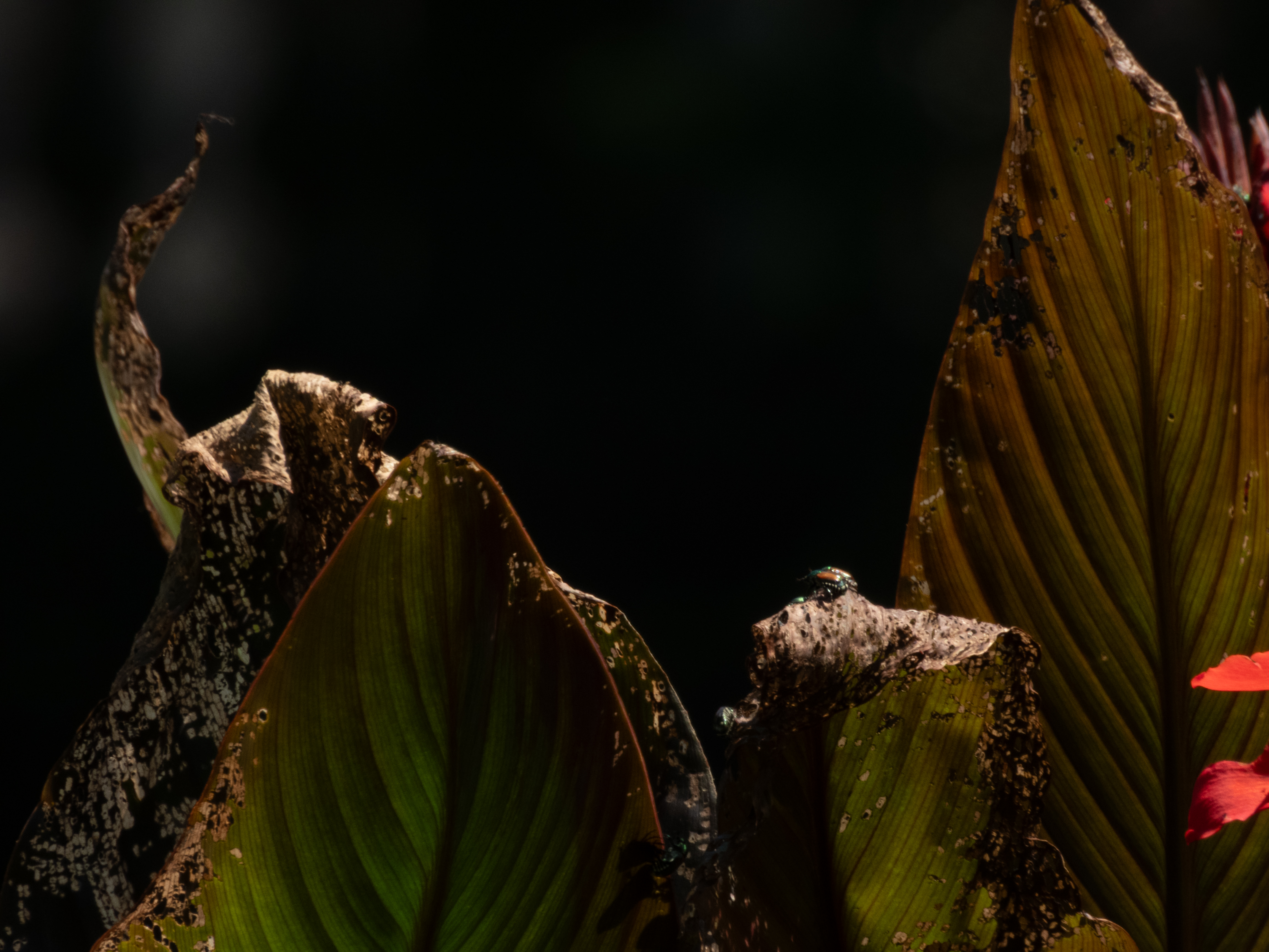 Unedited version of Beetle on plant