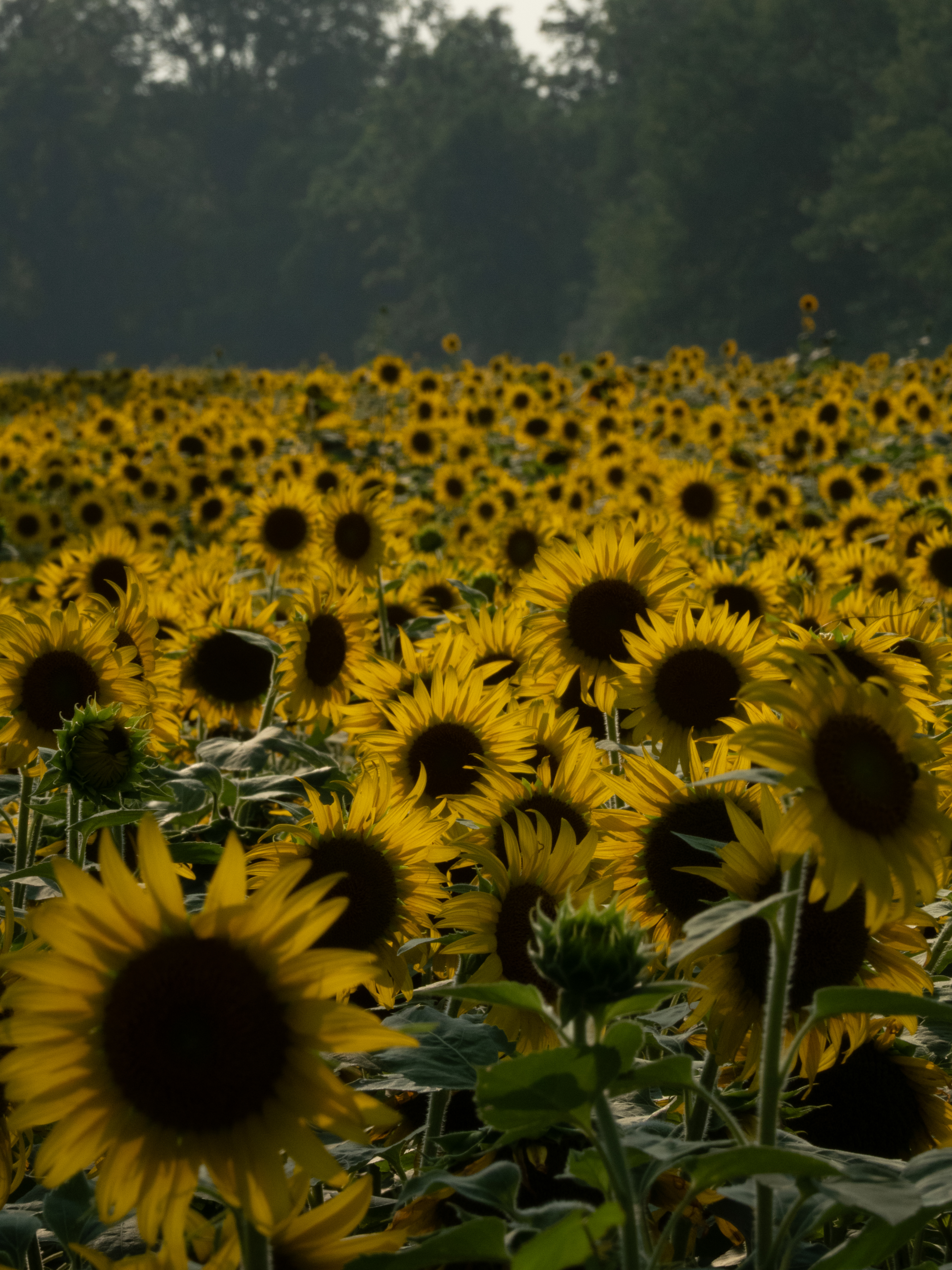 Unedited version of Sunflower Field