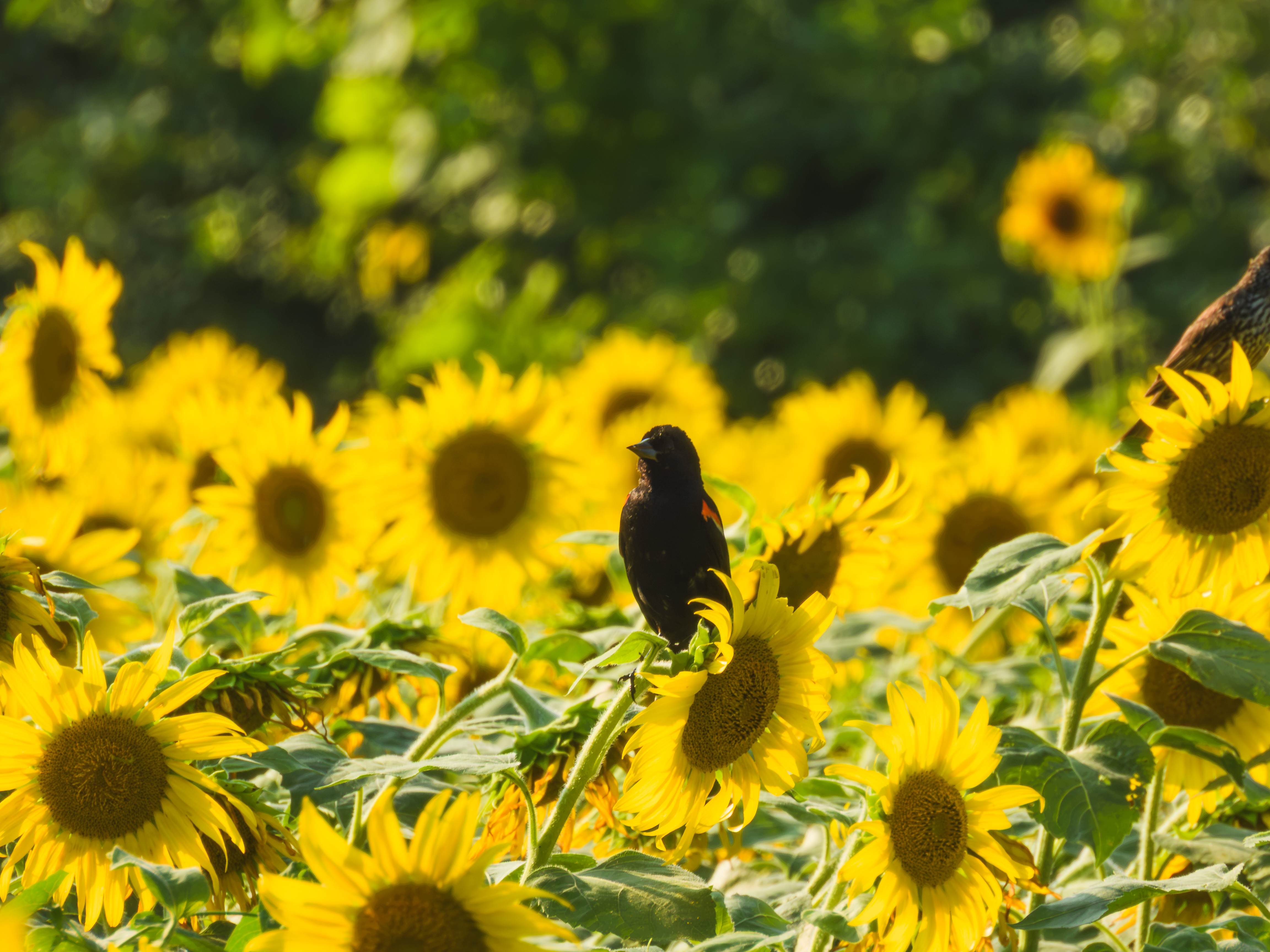 Red-winged Blackbird in a sunflower field
