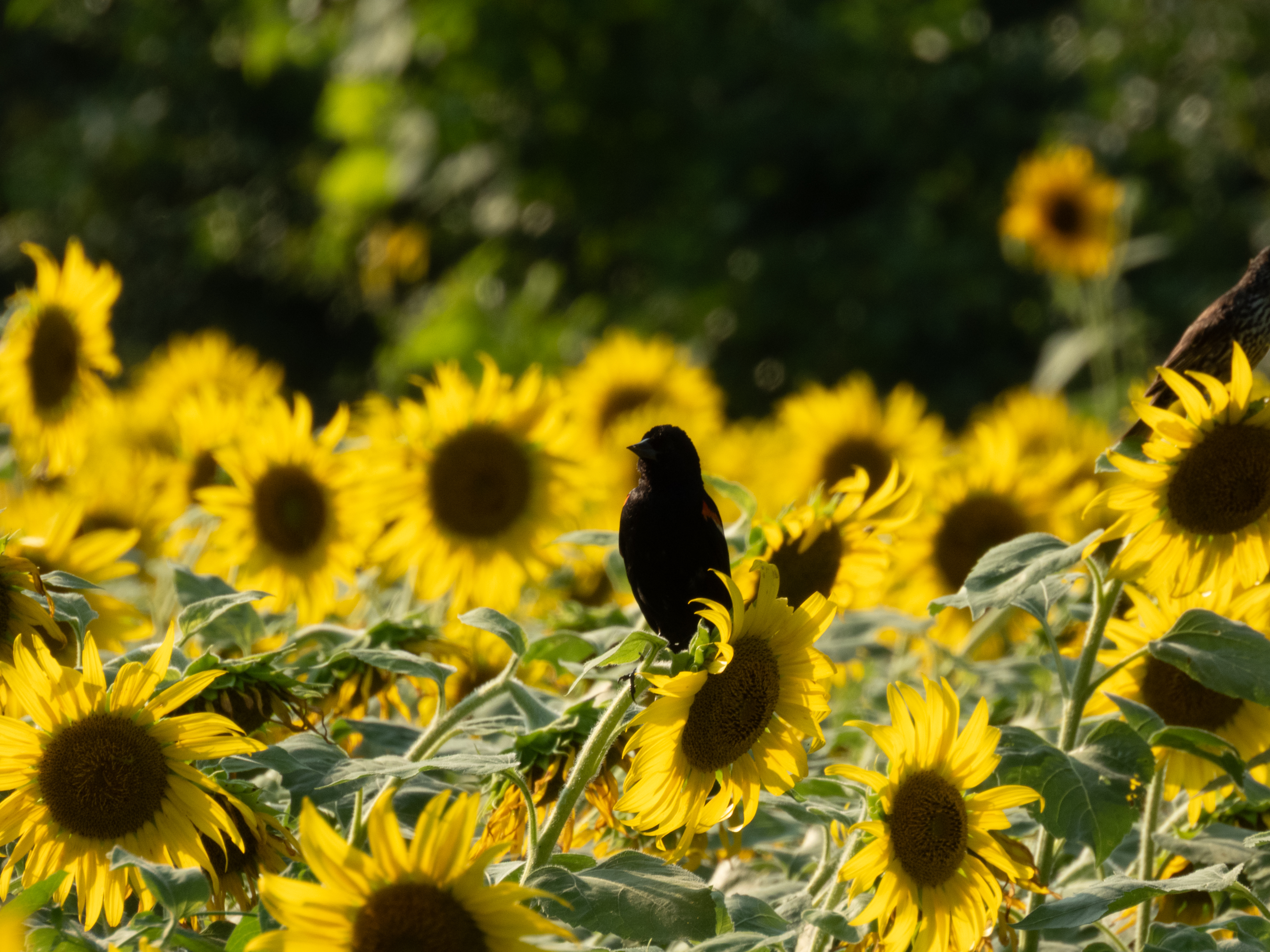Unedited version of Red-winged Blackbird in a sunflower field