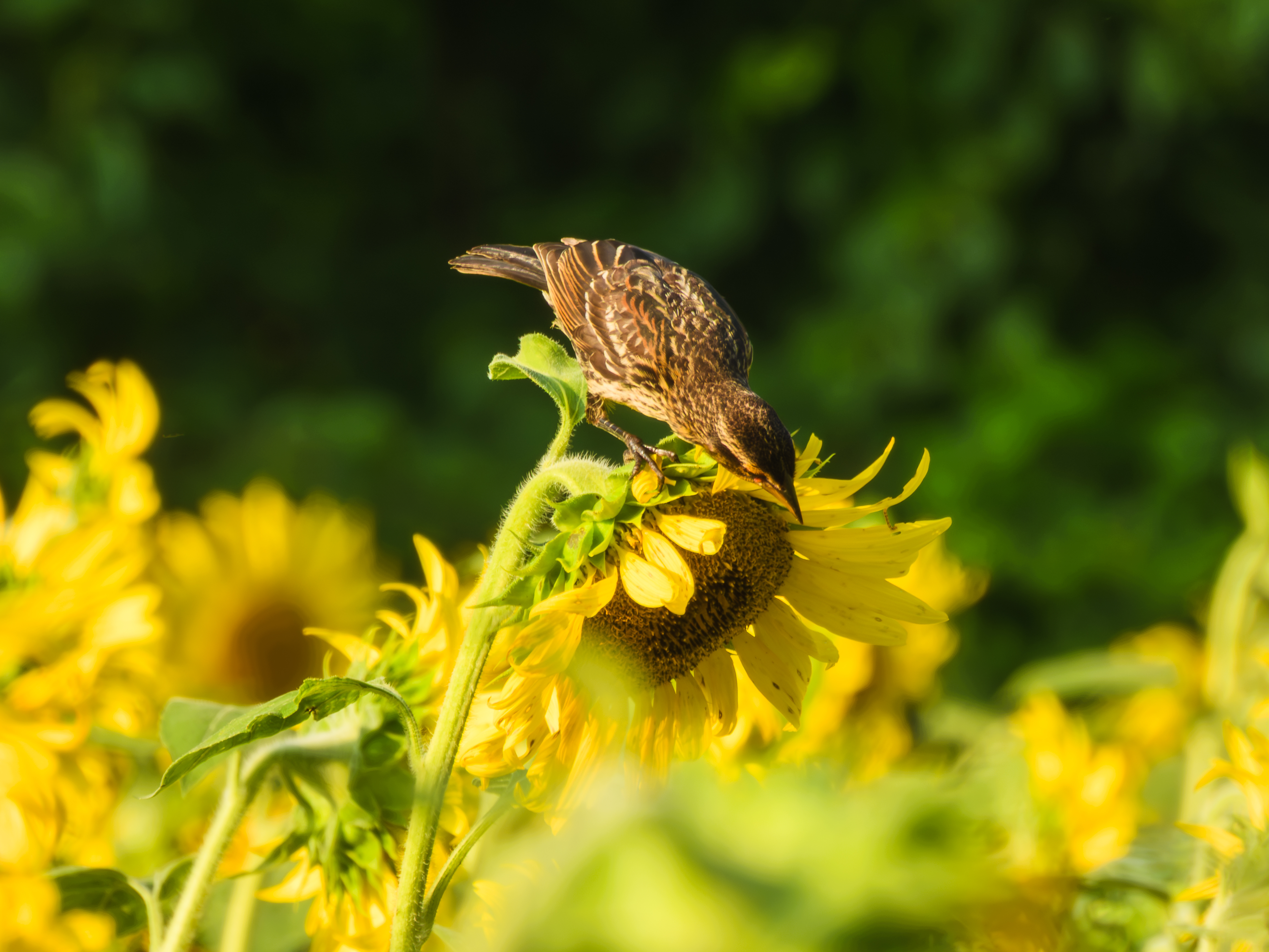 Red-winged Blackbird looking for a snack