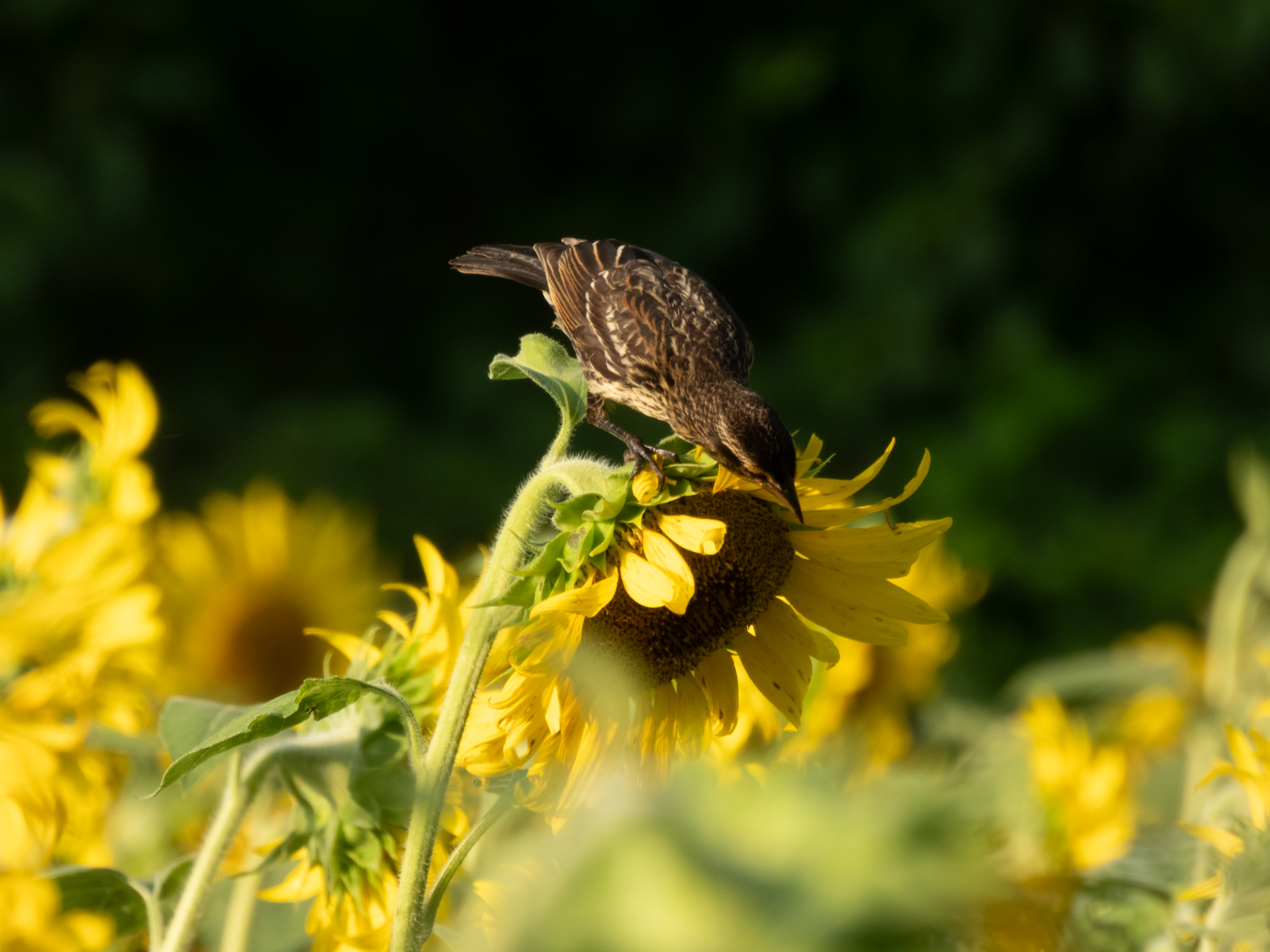 Unedited version of Red-winged Blackbird looking for a snack