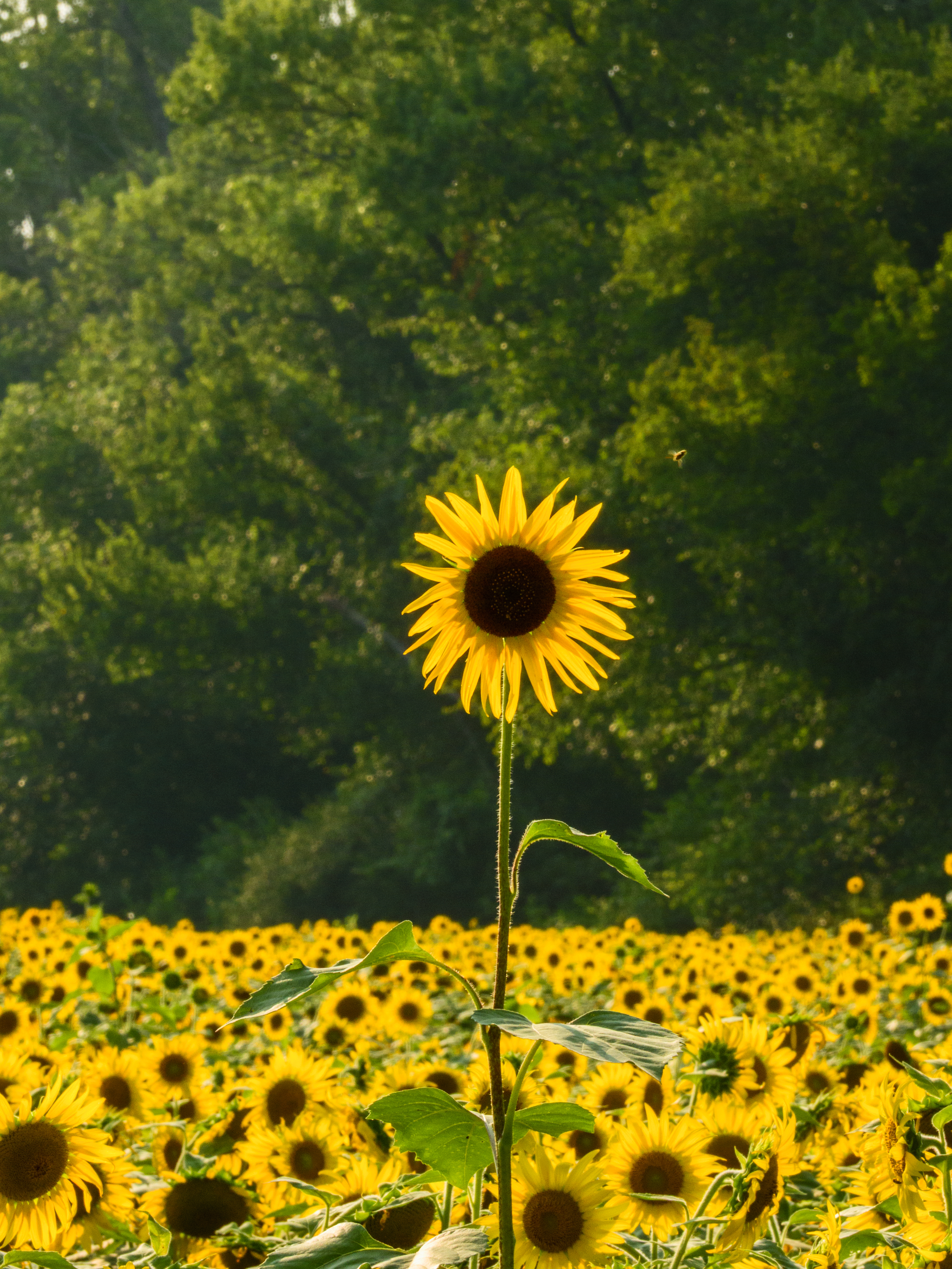 Tall sunflower