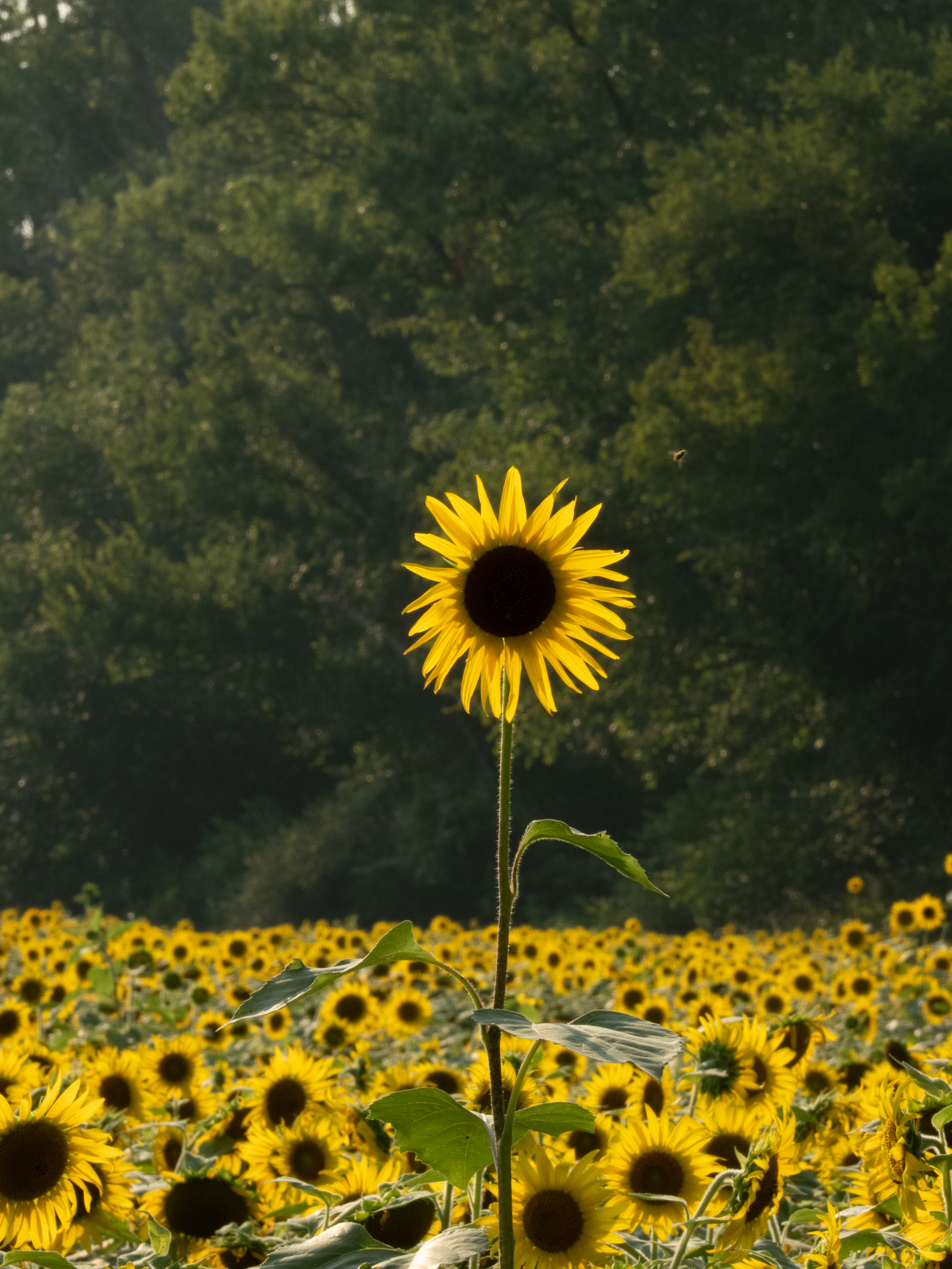 Unedited version of Tall sunflower