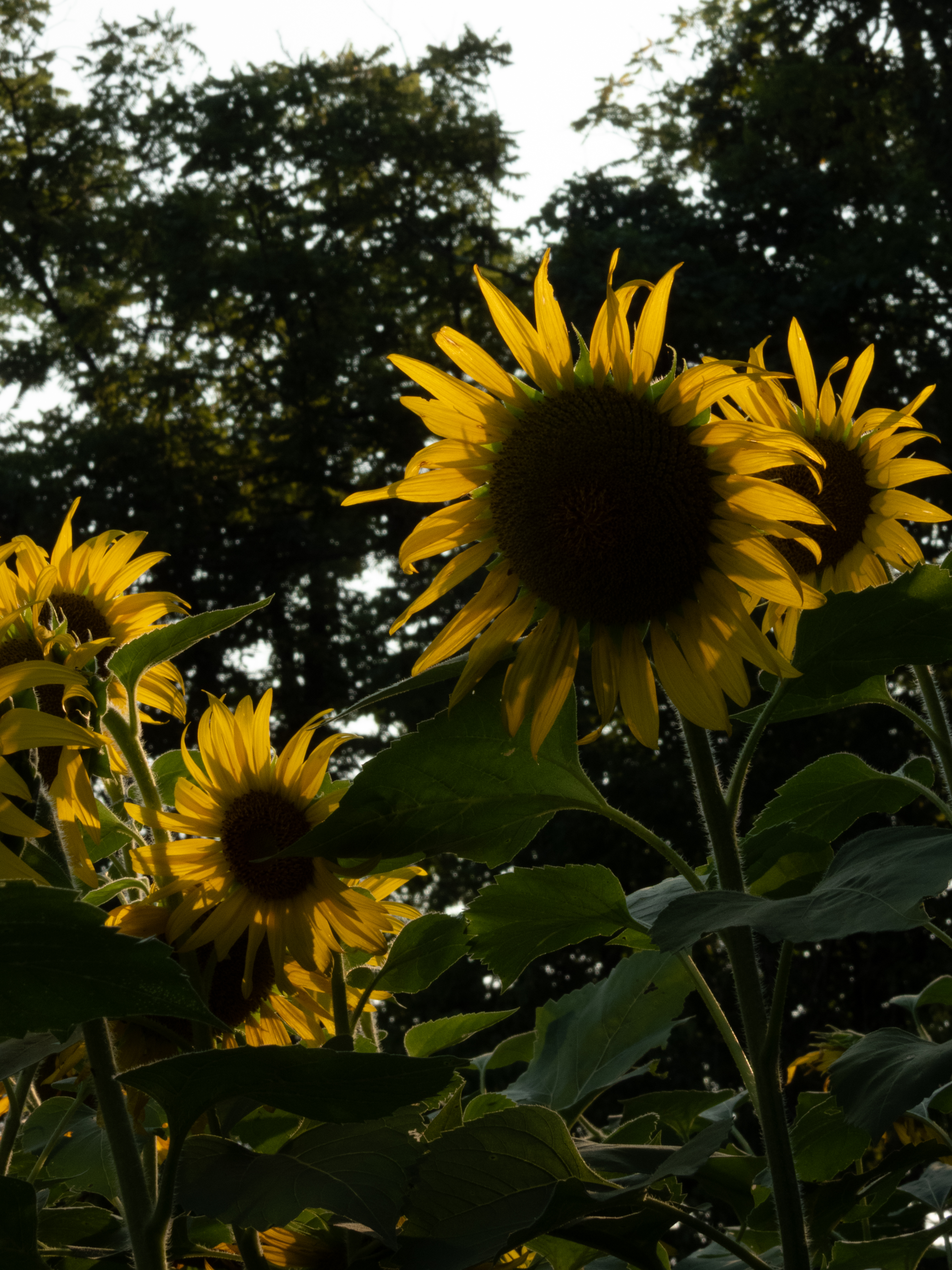 Unedited version of Sunflowers