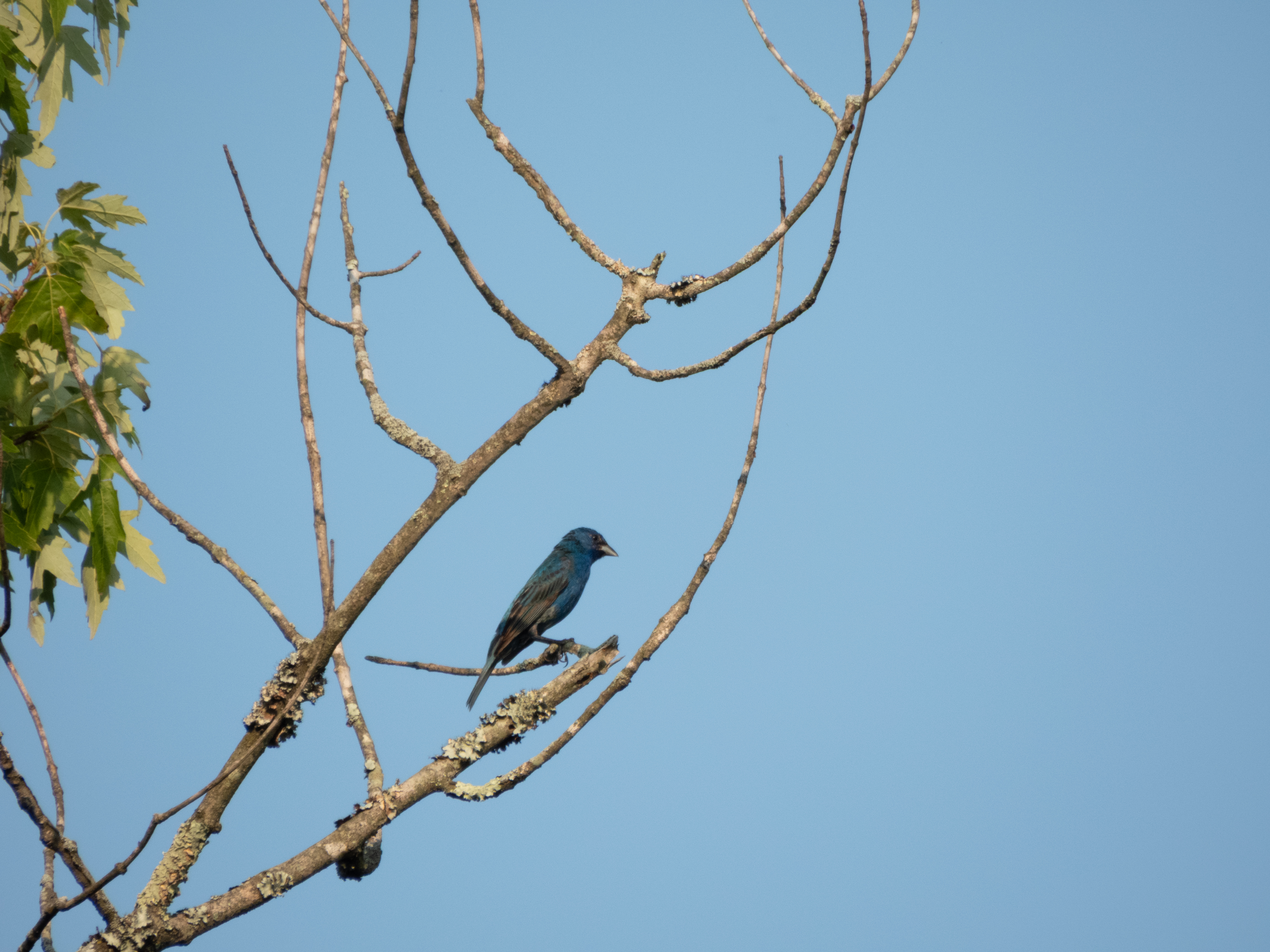 Unedited version of Indigo Bunting